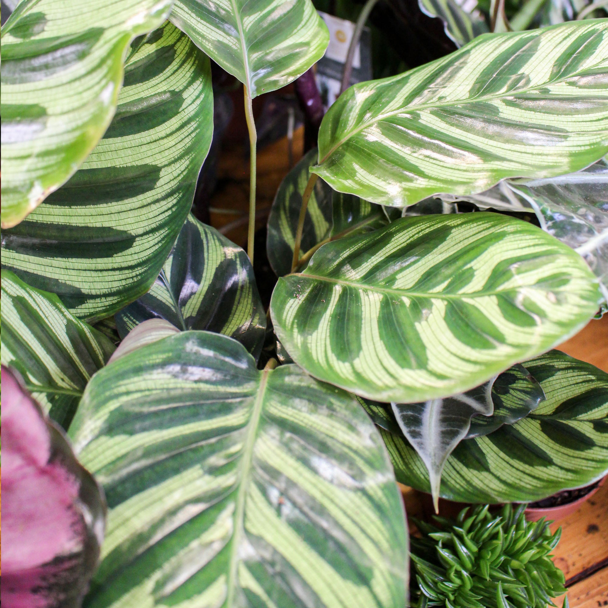 Calathea Makoyana 'Peacock Plant' 14cm