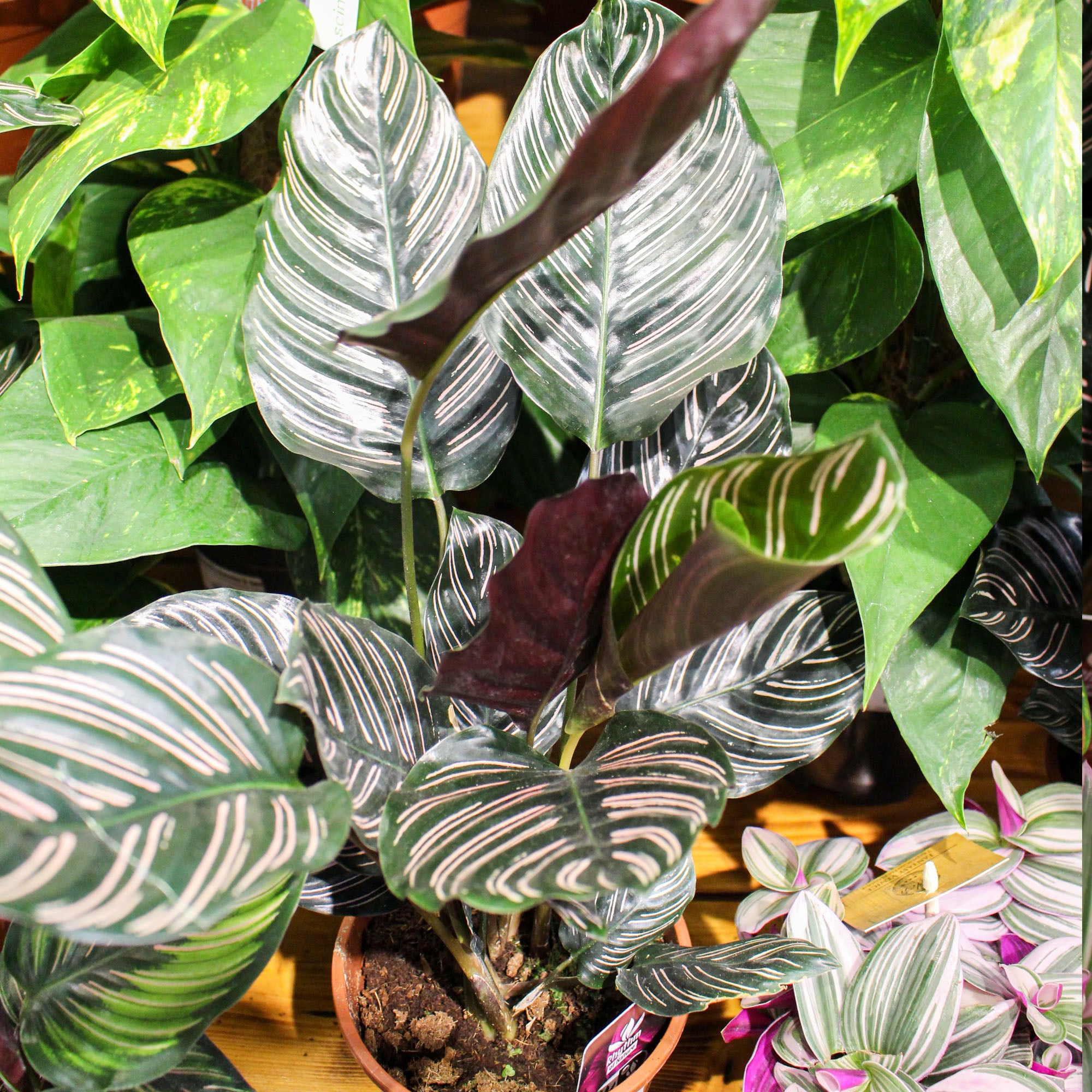 Calathea 'Pinstripe' Sanderiana Ornata 14cm