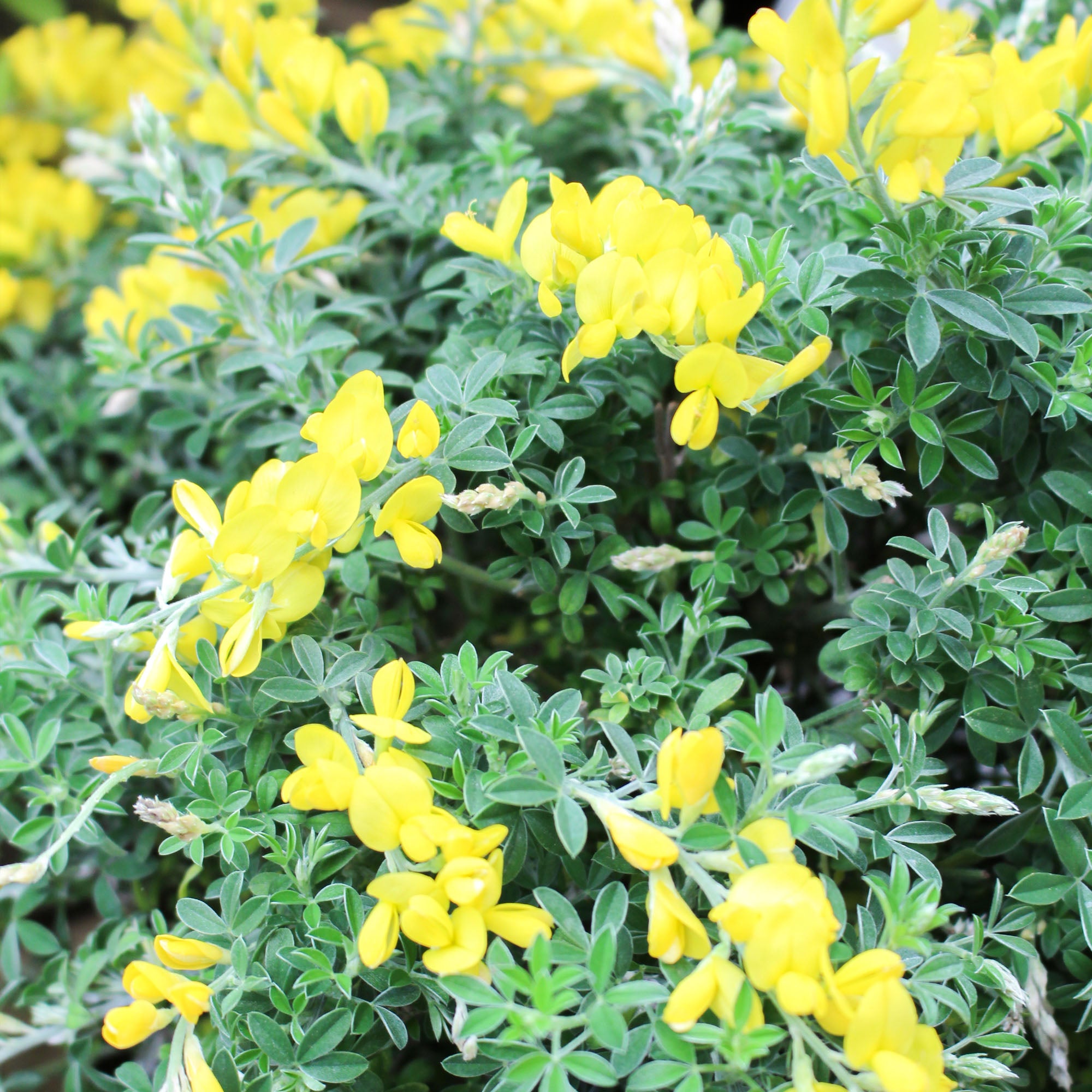 Genista Spachiana 17cm