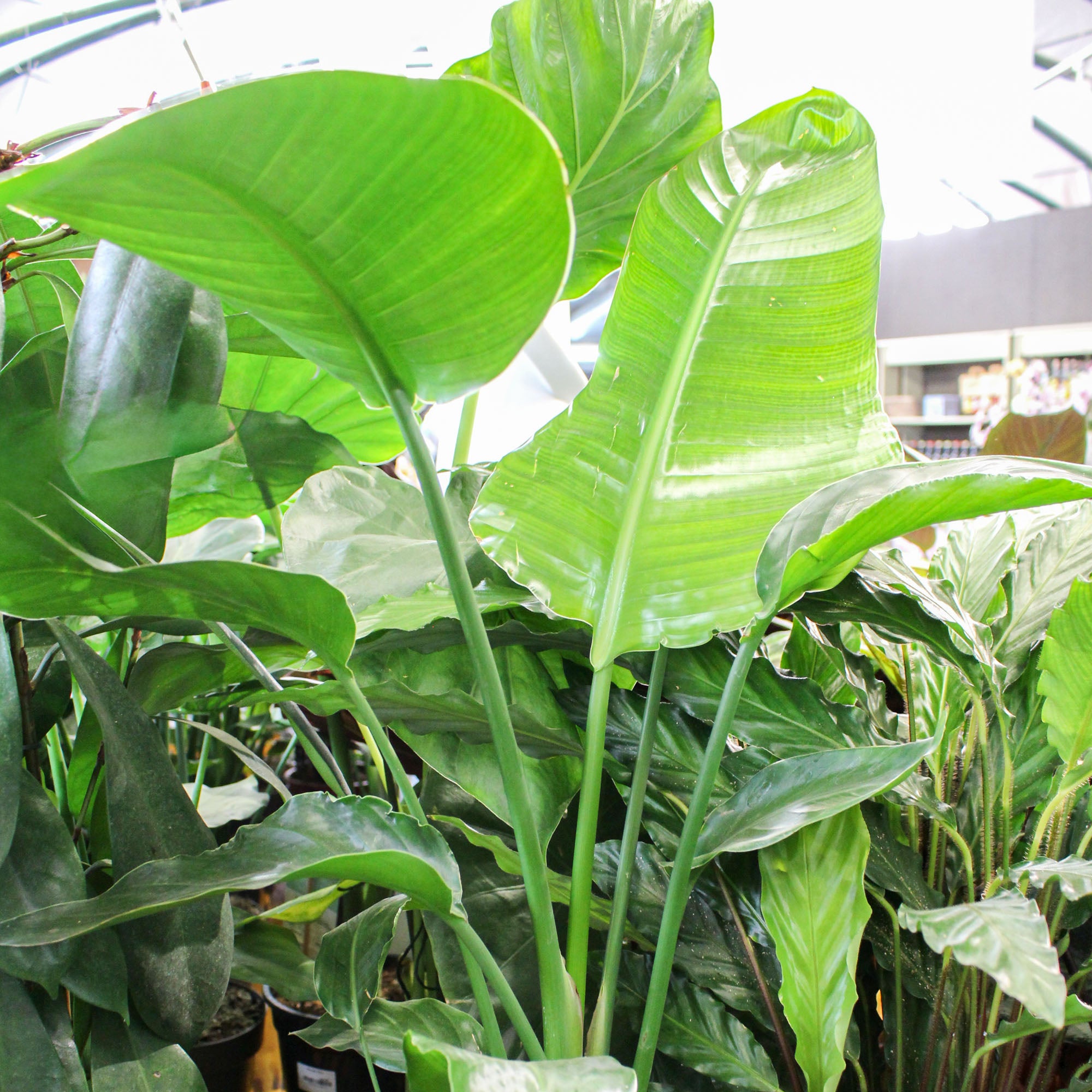 Strelitzia Nicolai 'Giant White Bird of Paradise' 21cm