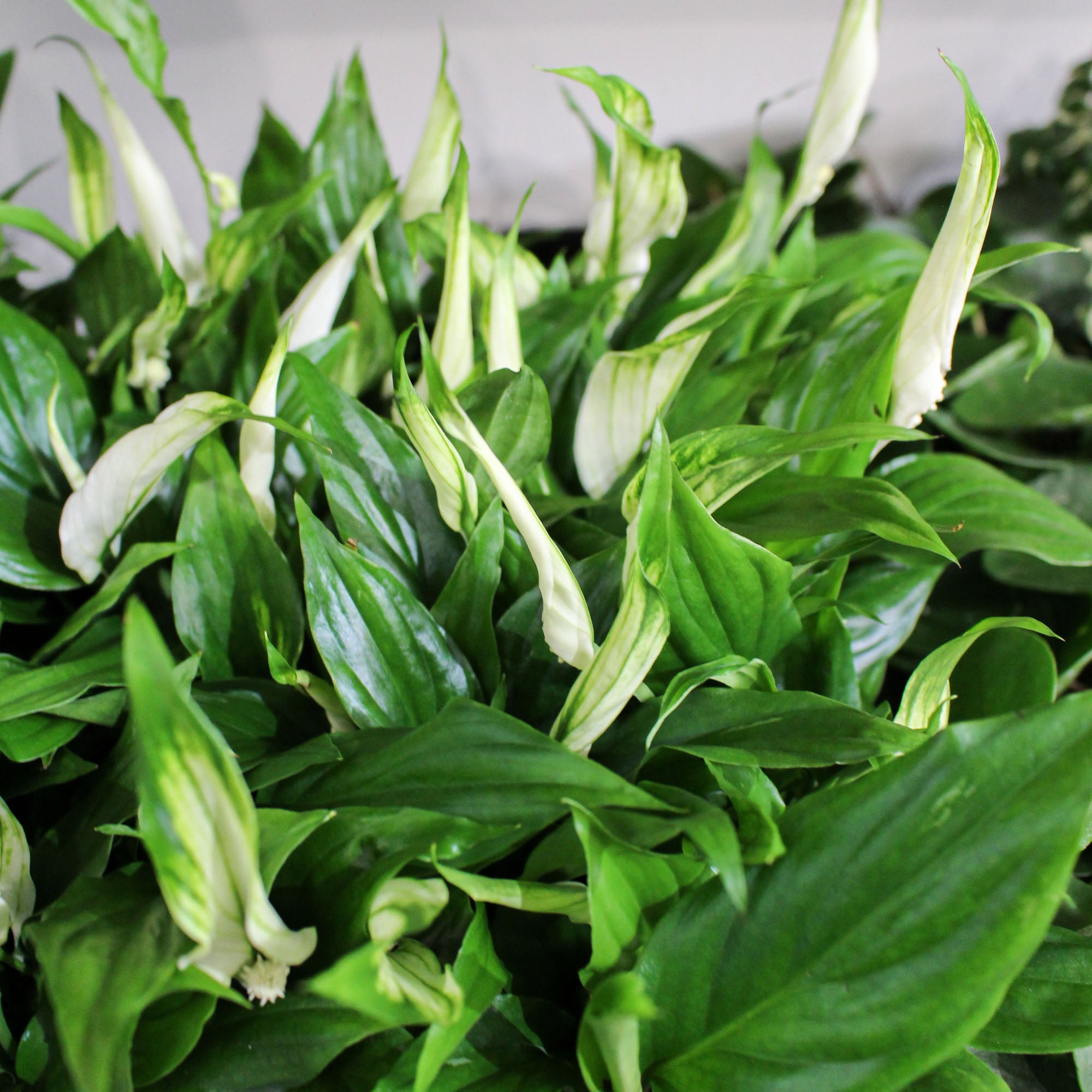 Spathiphyllum 'Peace Lily' Chopin 6.5cm