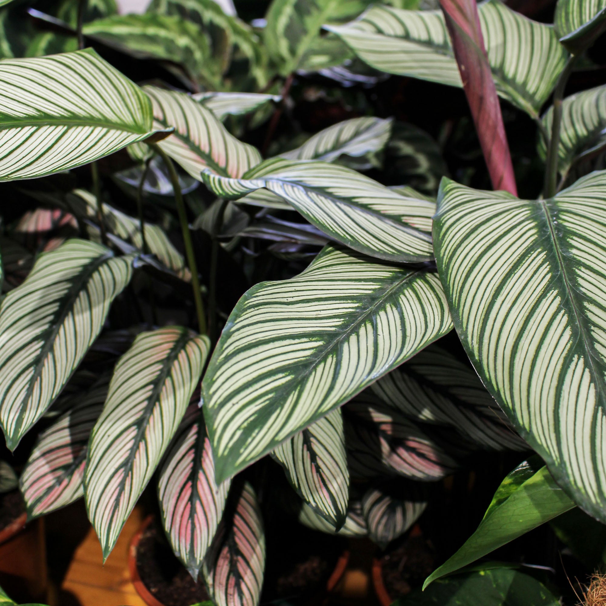Calathea Majestica 'White Star' 19cm