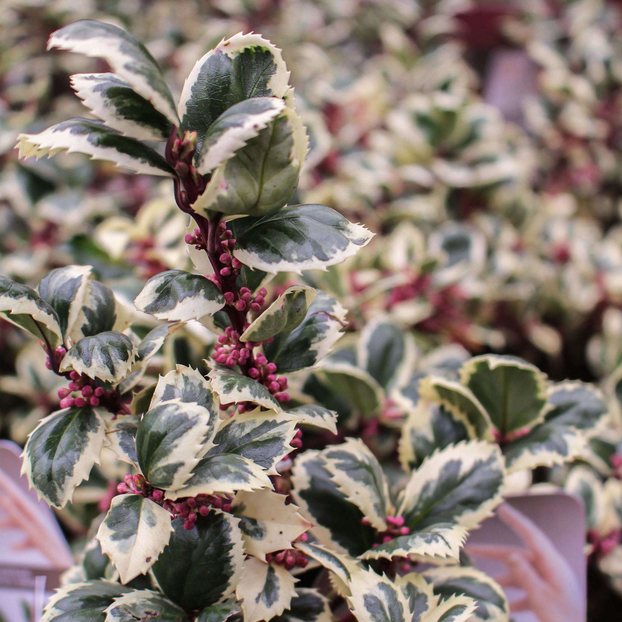 Ilex Meserveae Casanova 17cm