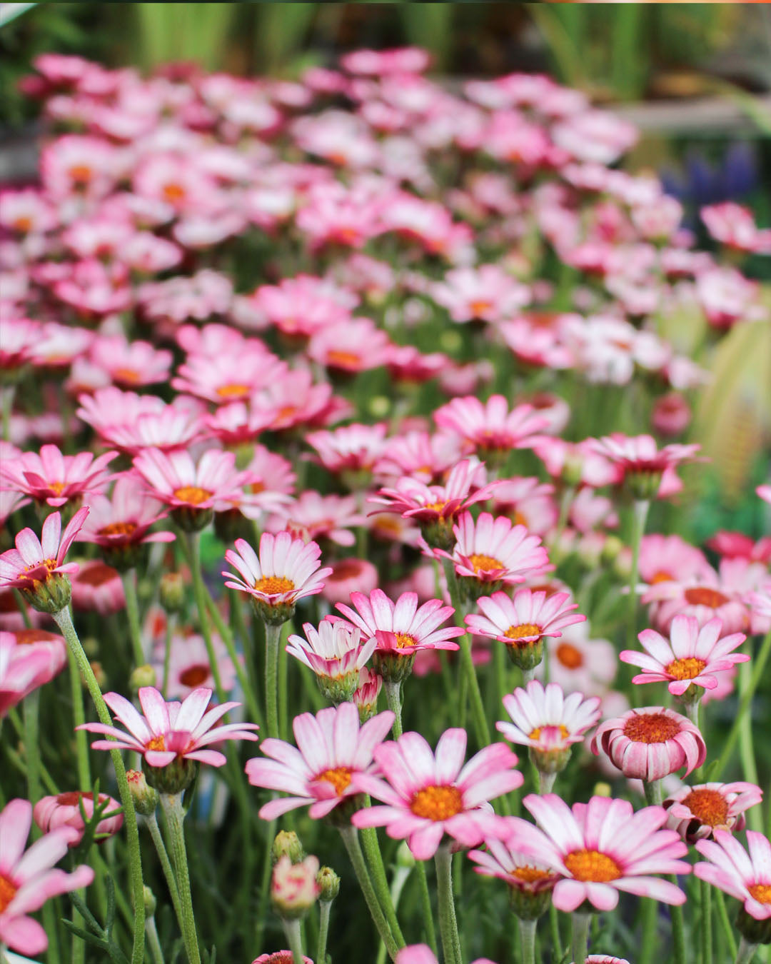 Rhodanthemum 'Moroccan Daisy' Casablanca 15cm