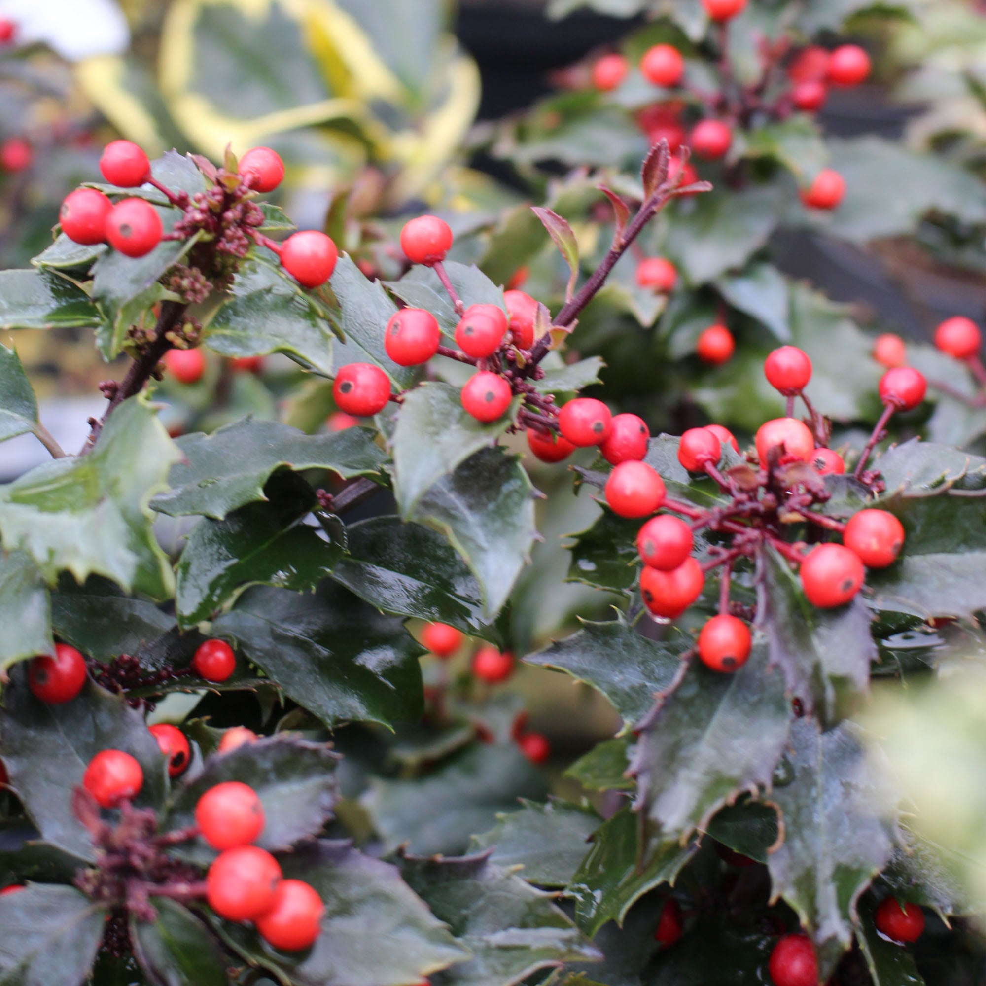 Ilex Meserveae Blue Princess 12cm