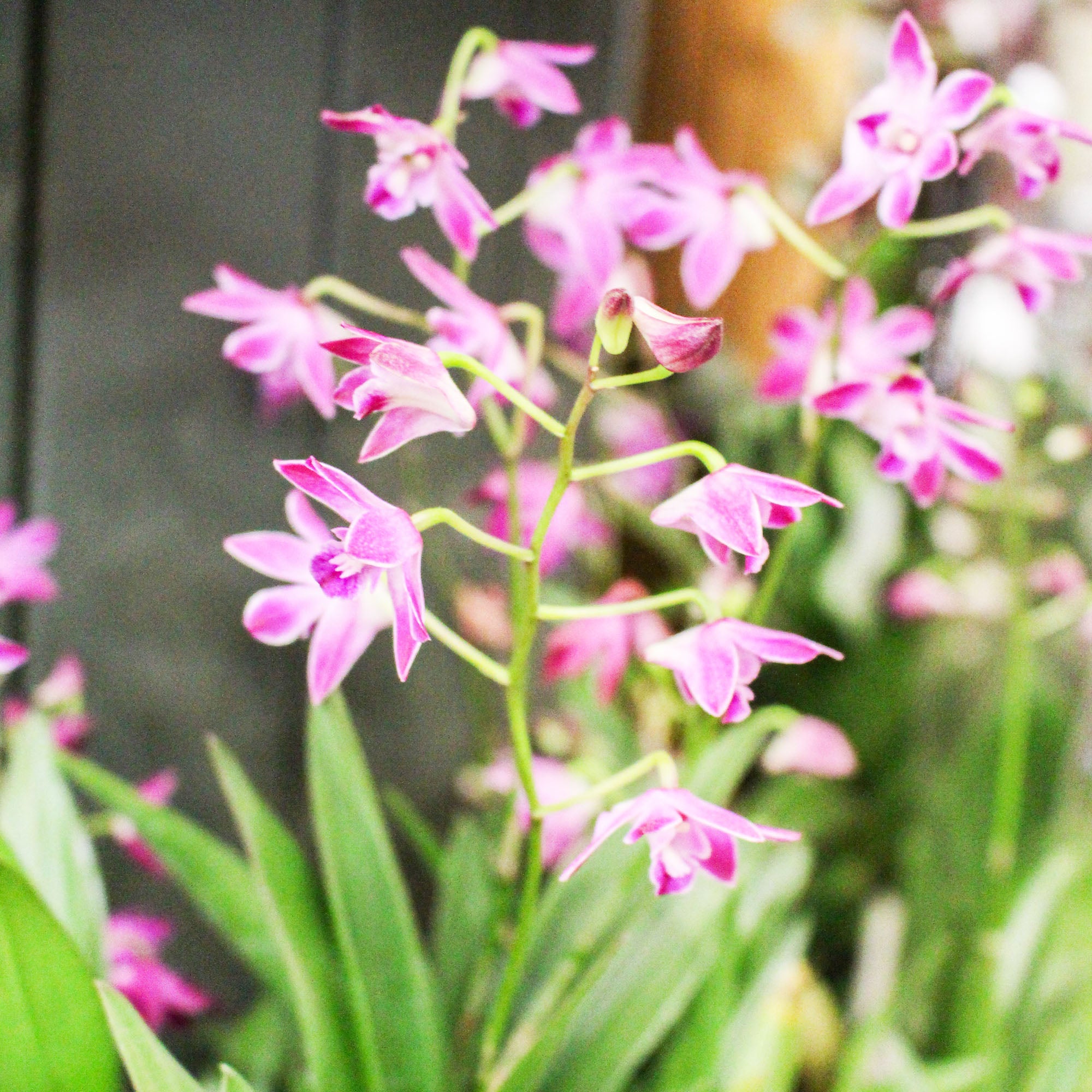 Dendrobium Berry Oda 12cm