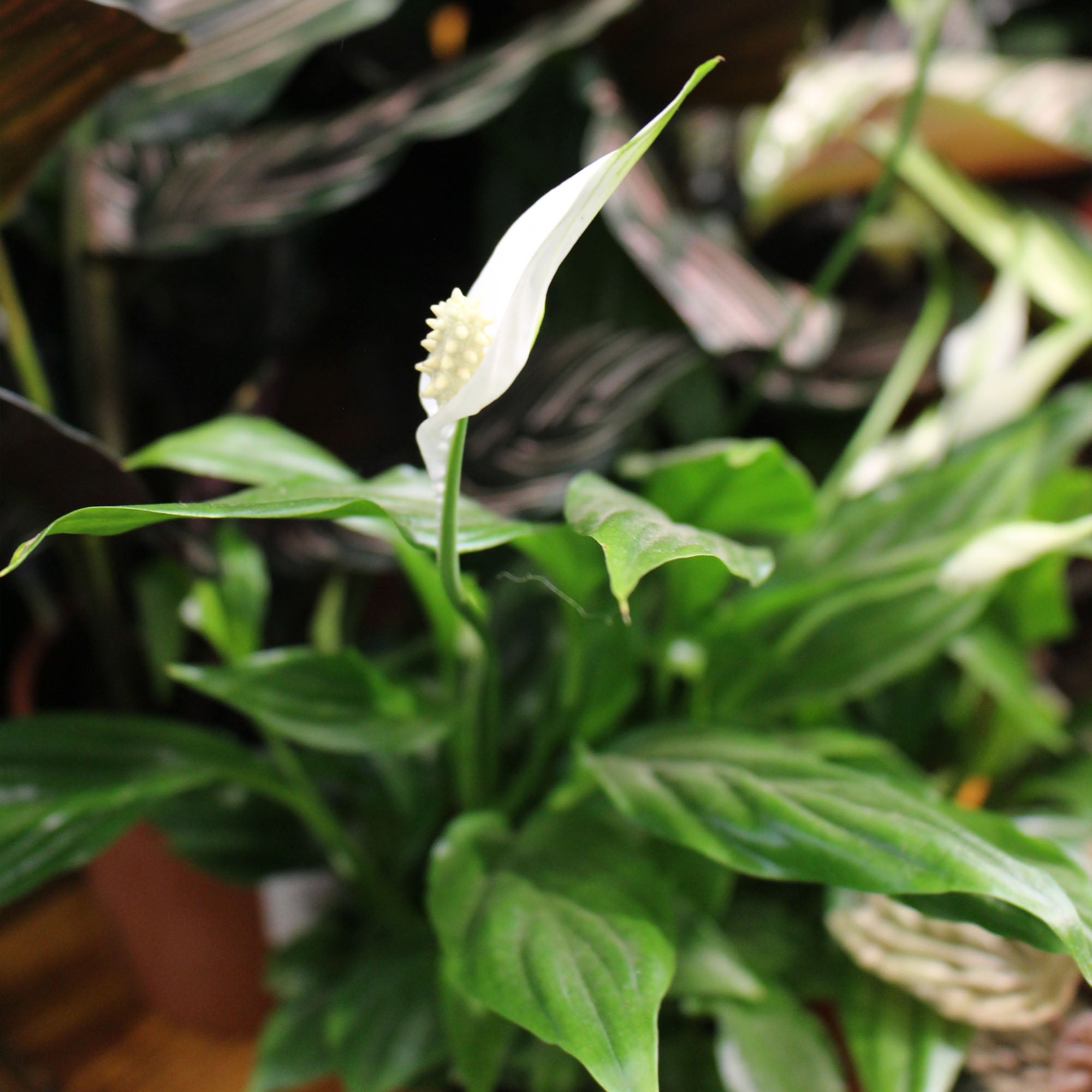 Spathiphyllum 'Peace Lily' Bellini 13cm