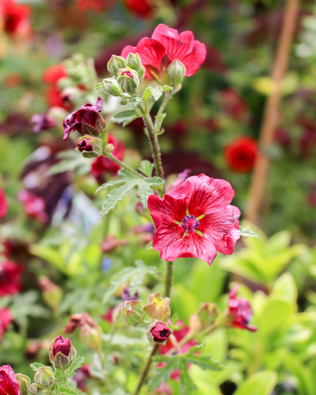 Anisodontea 'Carnival Lights Candy Apple' 17cm