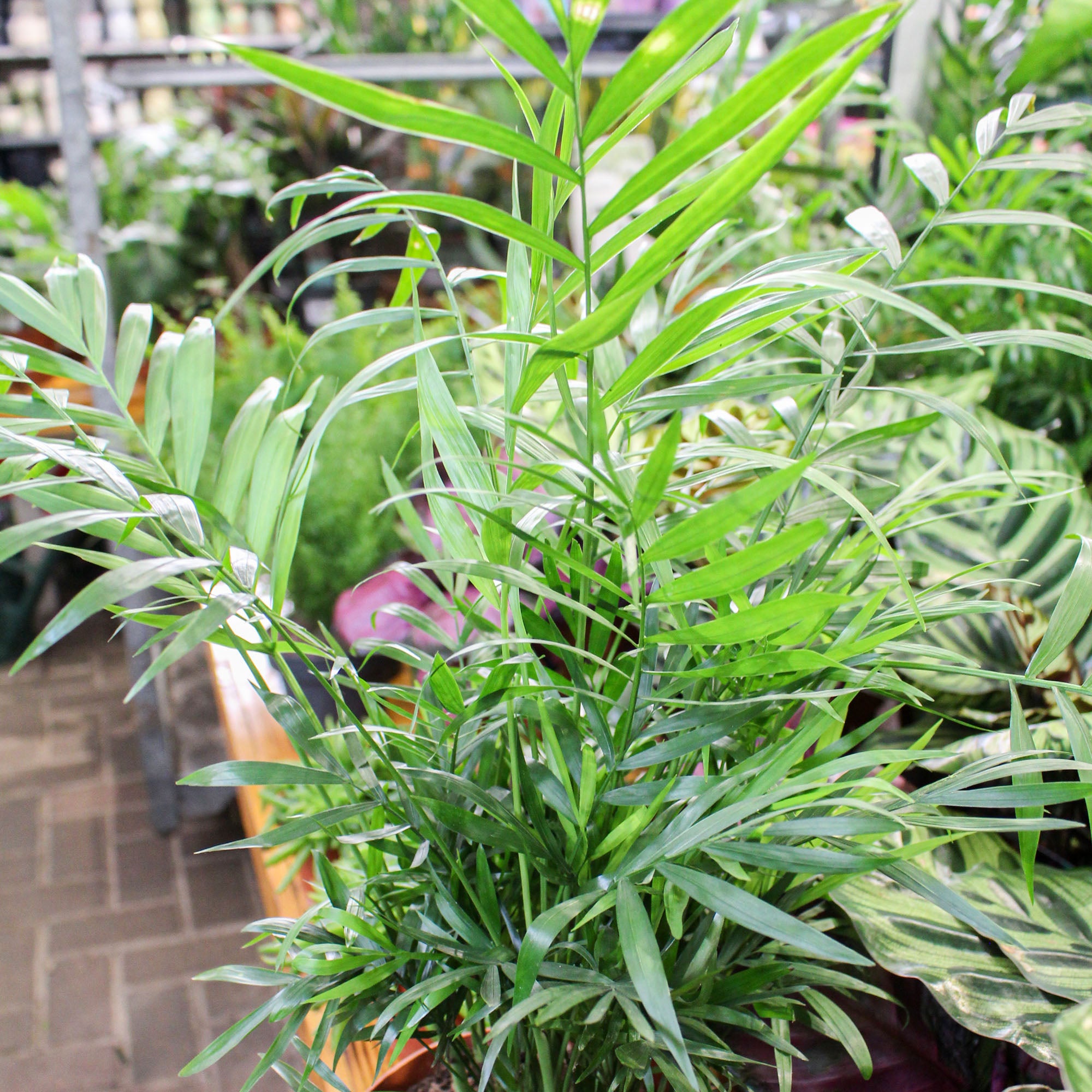 Chamaedorea Elegans 'Parlour Palm' 17cm