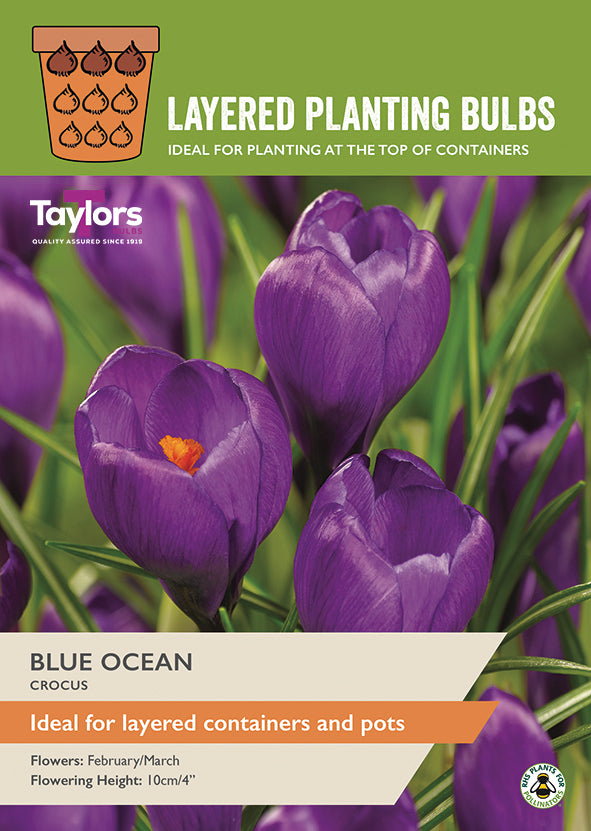 Taylor's Bulbs Layered Planting Crocus Blue Ocean