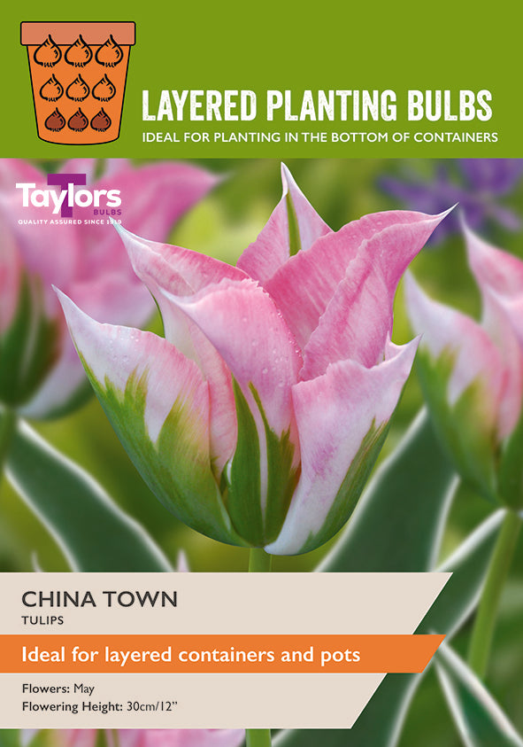 Taylor's Bulbs Layered Planting Tulip China Town