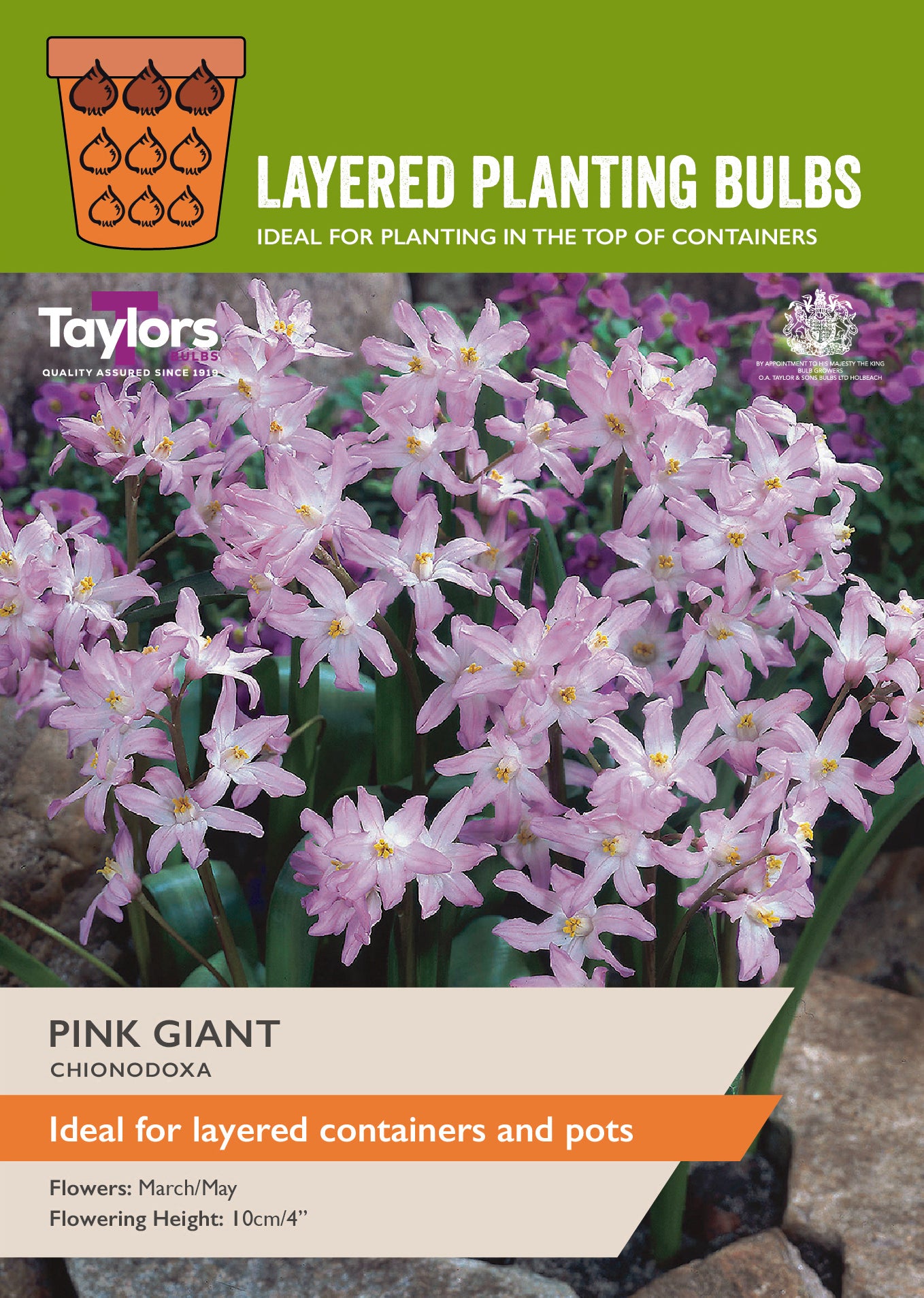Taylor's Bulbs Layered Planting Chionodoxa Pink Giant