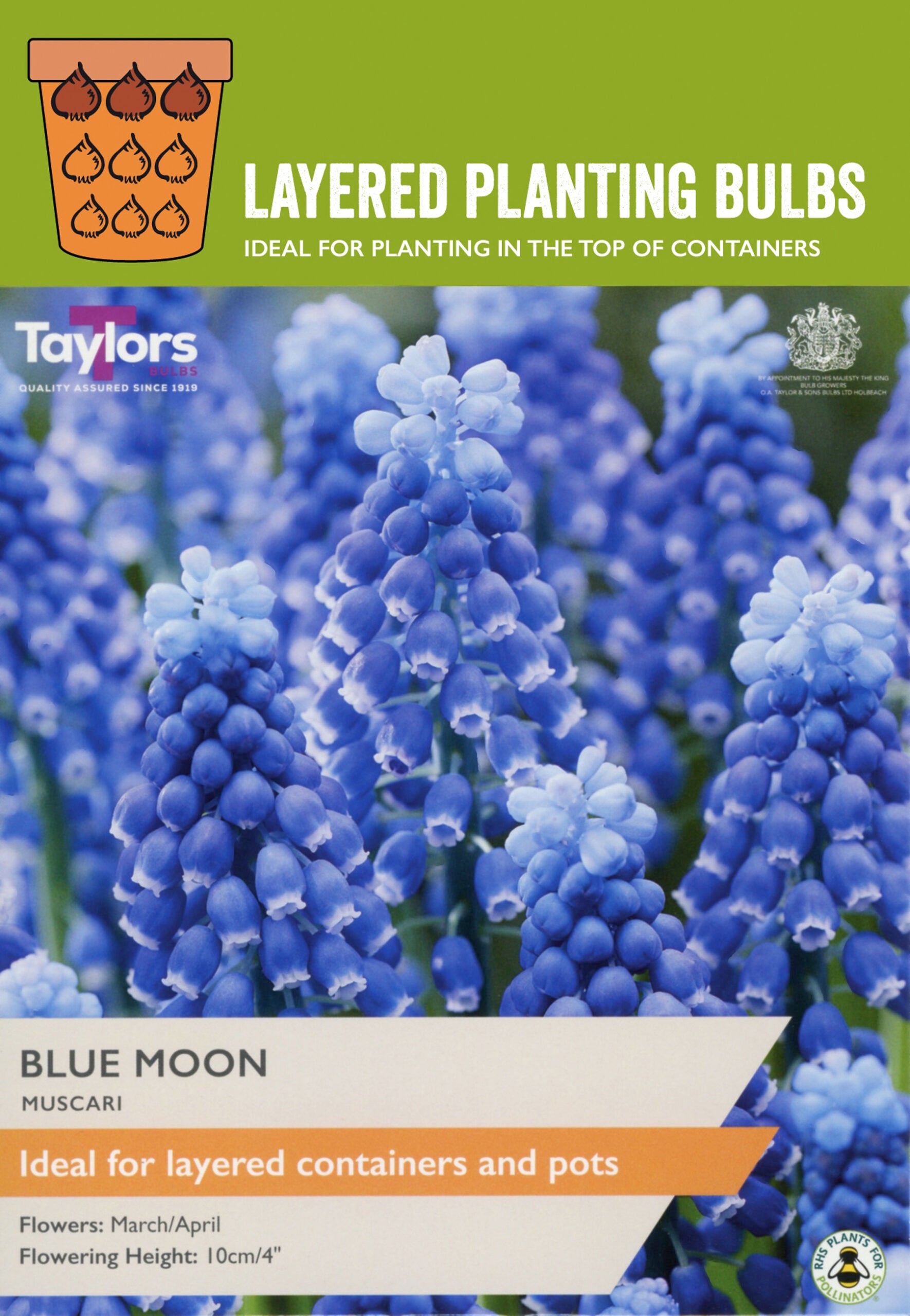 Taylor's Bulbs Layered Planting Muscari Blue Moon