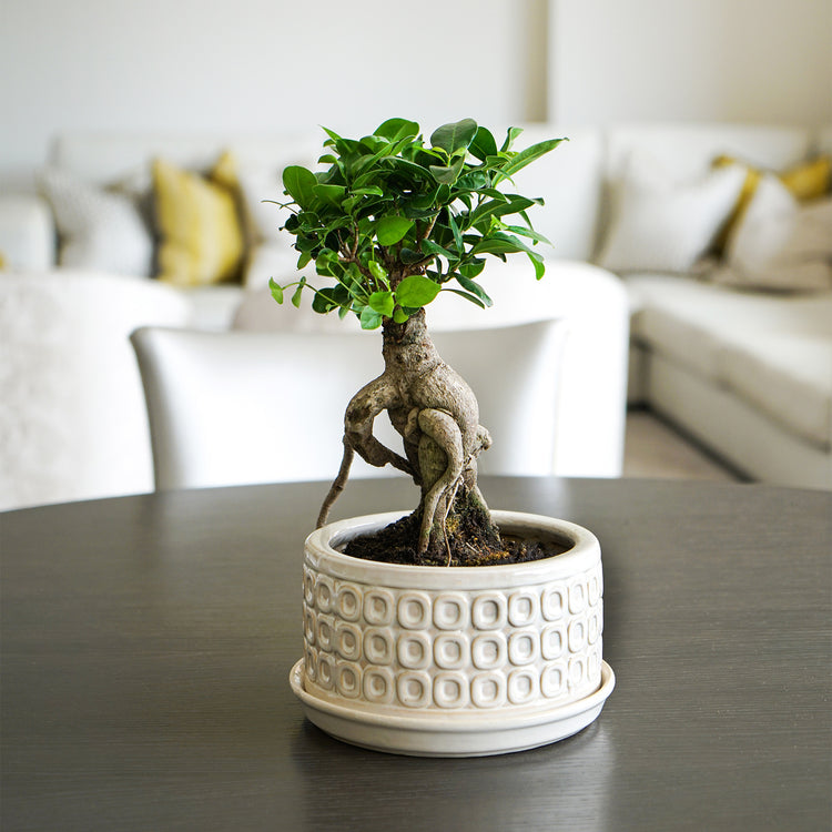 Ivyline Bonsai Planter Cream White