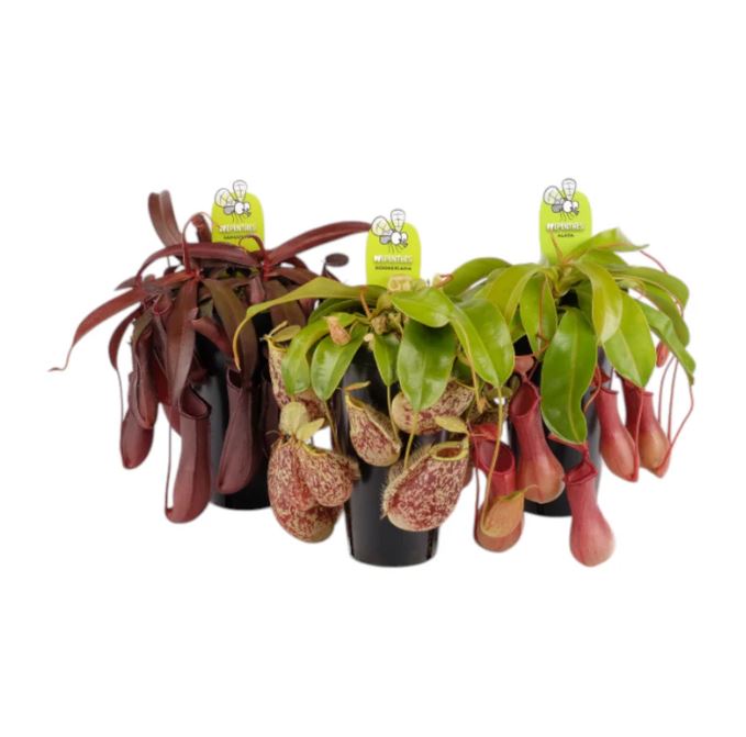 Carnivorous Nepenthes 'Pitcher Plant' Mix