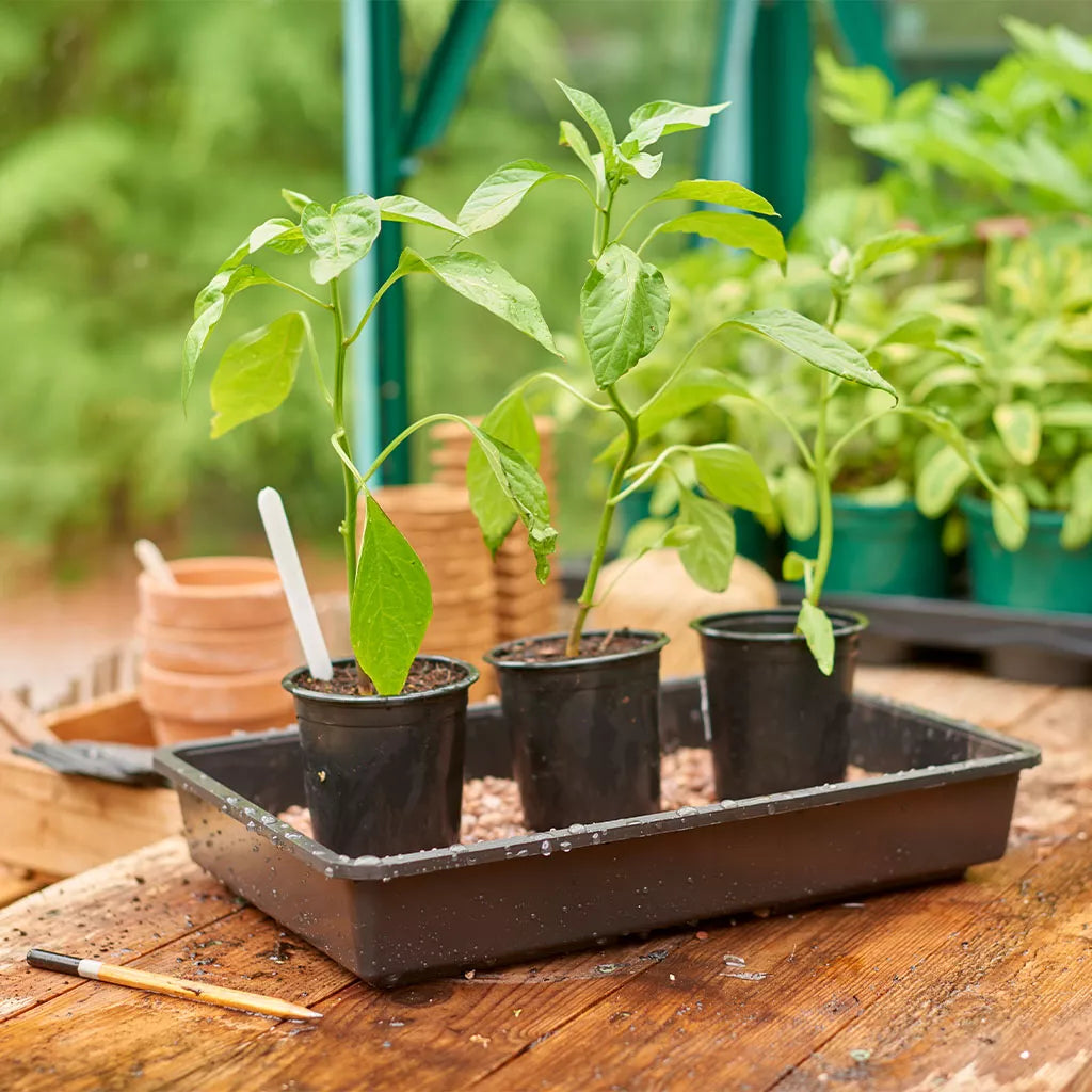 Gardman Gro-Sure Rigid Standard Seed Tray