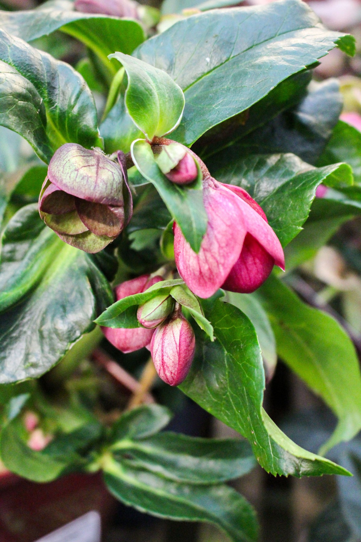 Helleborus HGC ‘Ice Breaker Ruby’ 2L