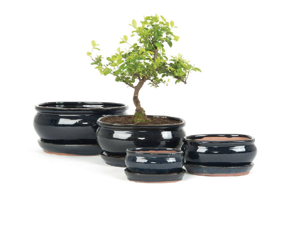 Woodlodge Oval Bonsai Blue Pot