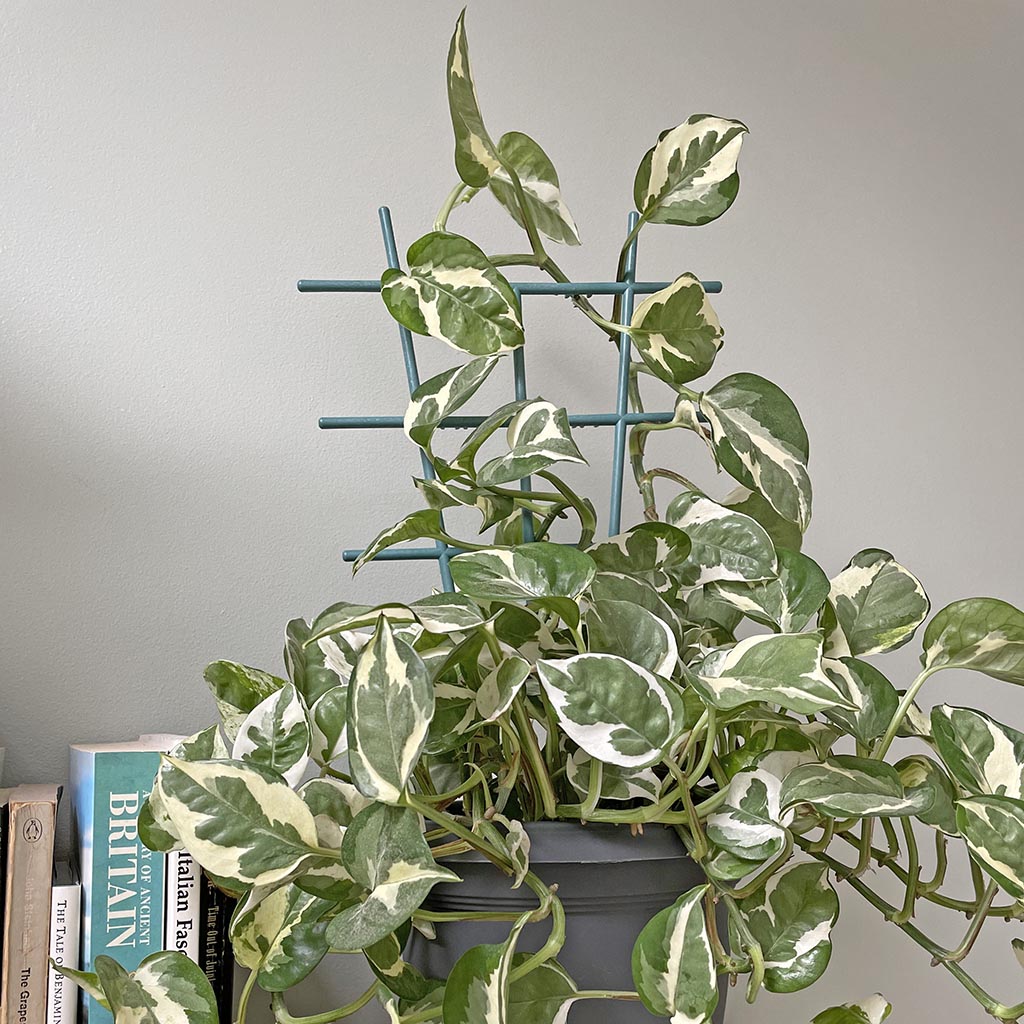 Growers Choice Indoor Plant Trellis Large