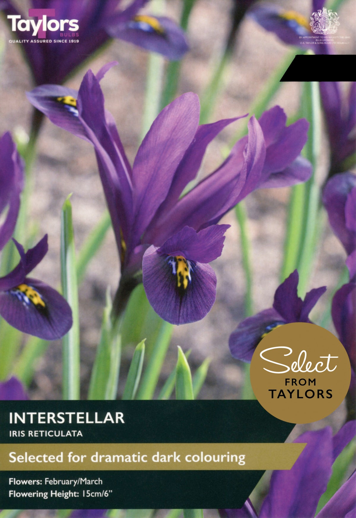 Taylor's Bulbs Select Premium Pack Iris Reticulata Interstellar