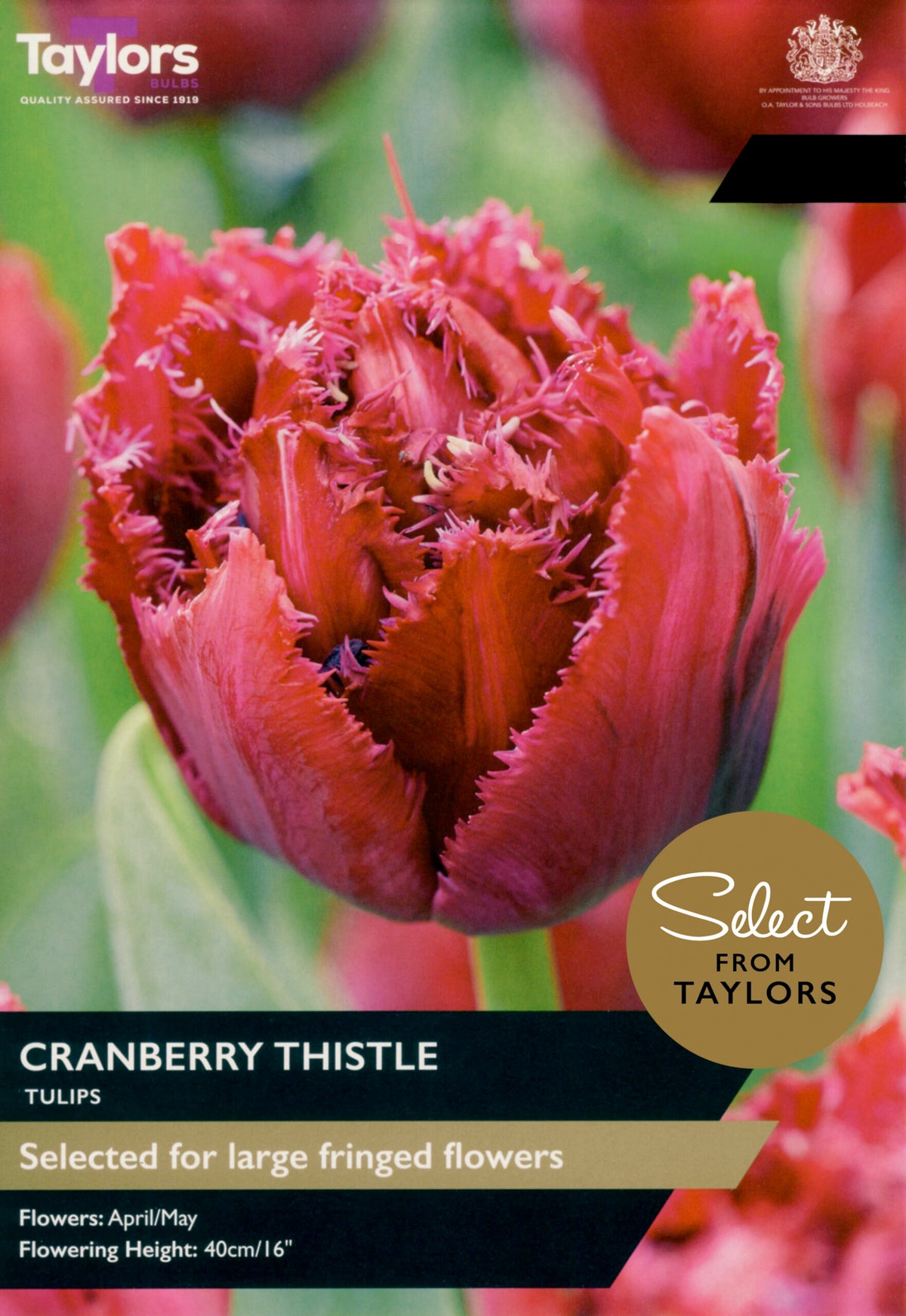 Taylor's Bulbs Select Premium Pack Tulip Cranberry Thistle