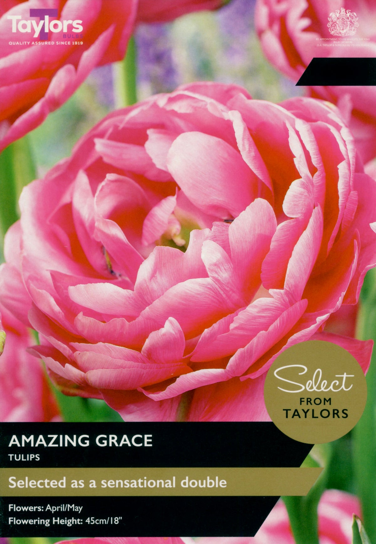 Taylor's Bulbs Select Premium Pack Tulip Amazing Grace