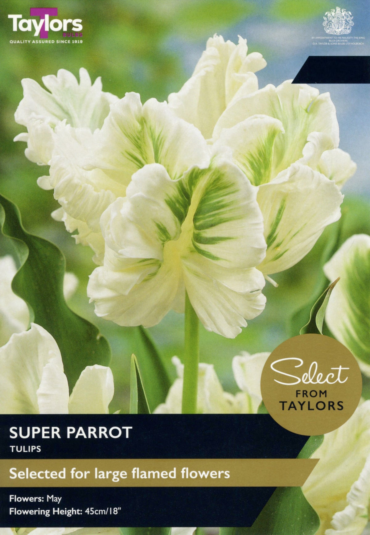 Taylor's Bulbs Select Premium Pack Tulip Super Parrot