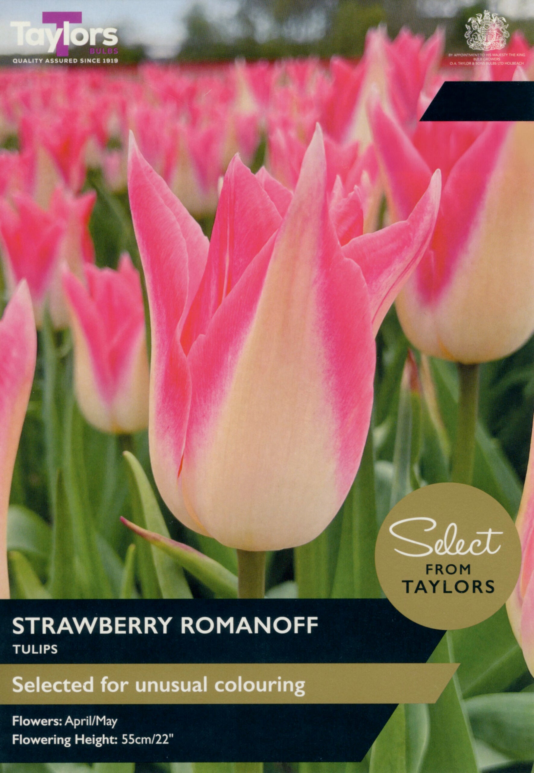 Taylor's Bulbs Select Premium Pack Tulip Strawberry Romanoff