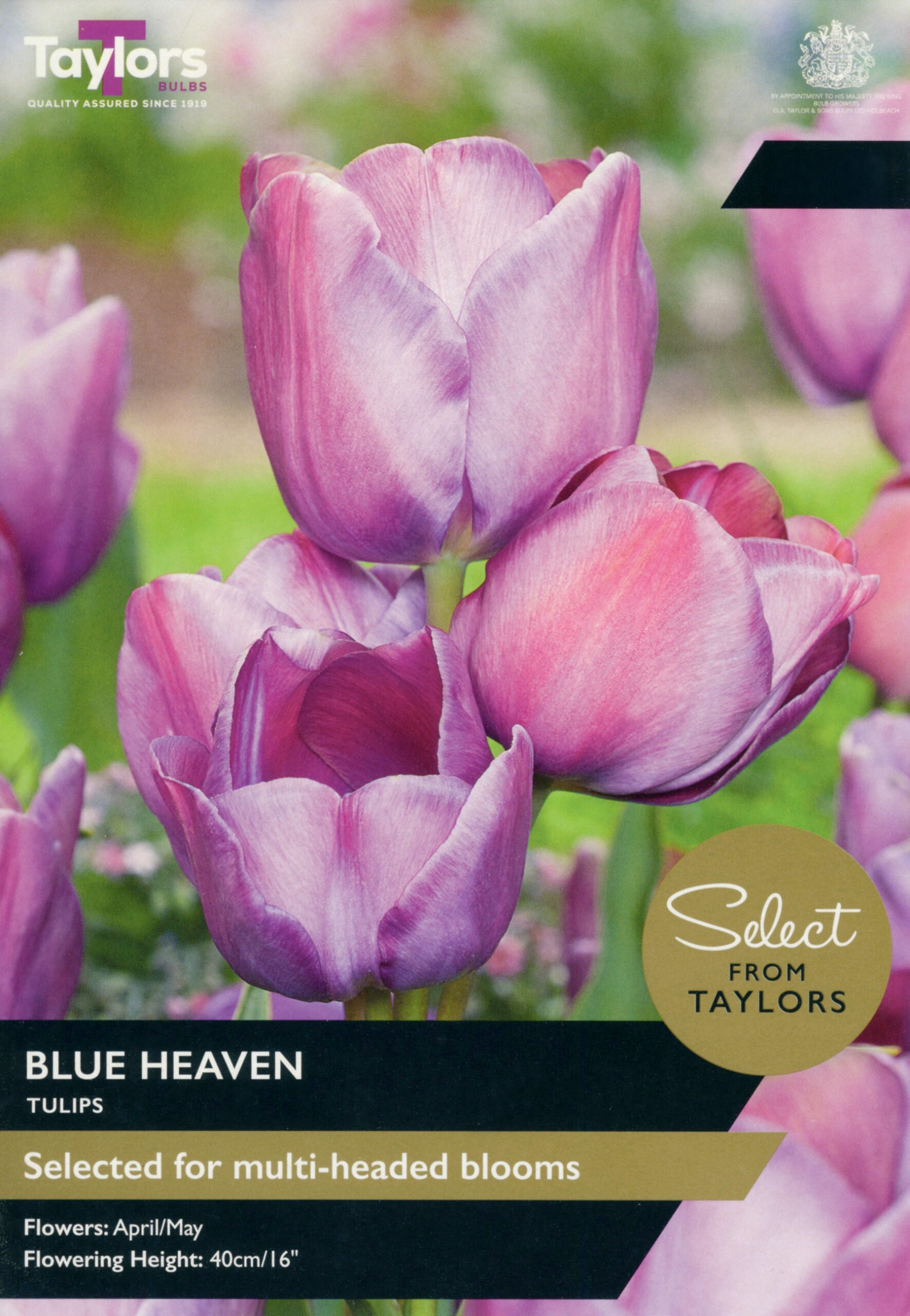 Taylor's Bulbs Select Premium Pack Tulip Blue Heaven