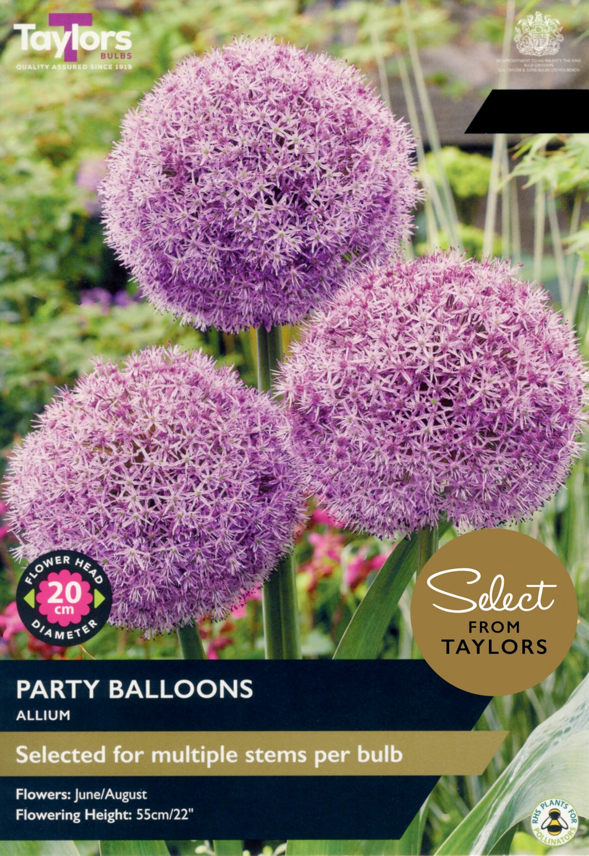 Taylor's Bulbs Select Premium Pack Allium Party Balloons