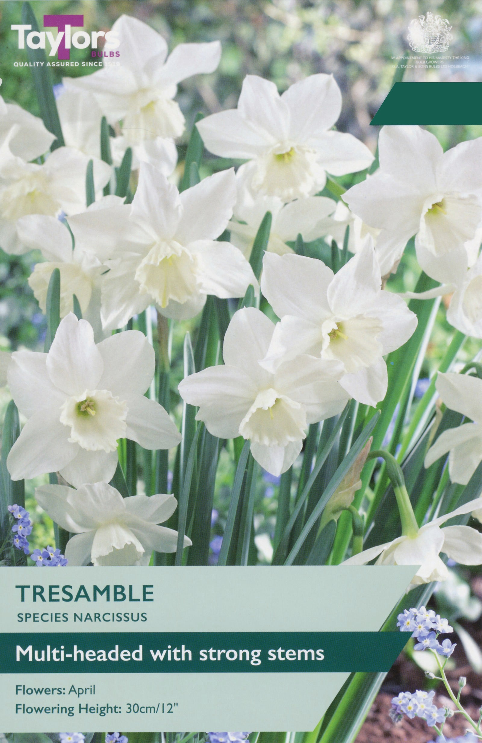 Taylor's Bulbs Choice Pack Narcissus Tresamble