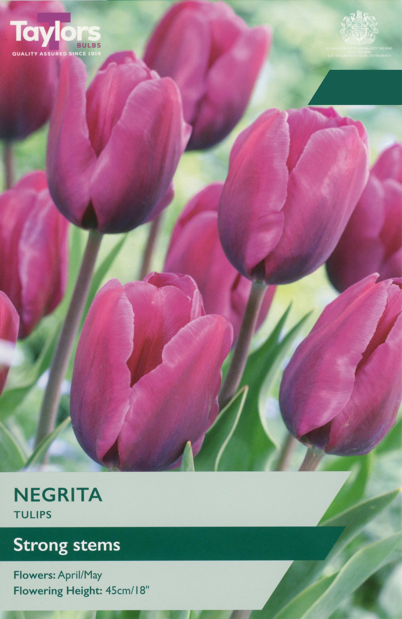 Taylor's Bulbs Choice Pack Tulip Negrita