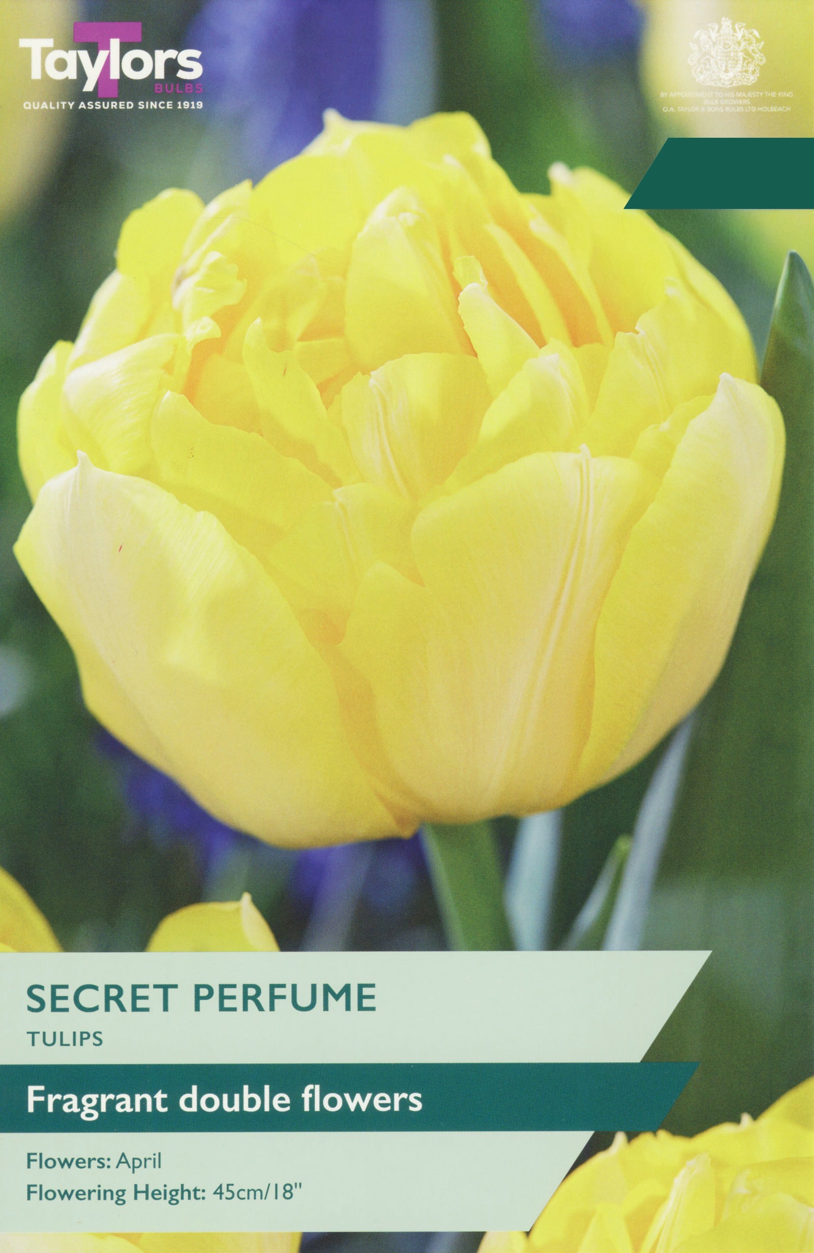 Taylor's Bulbs Choice Pack Tulip Secret Perfume Bulb Pack