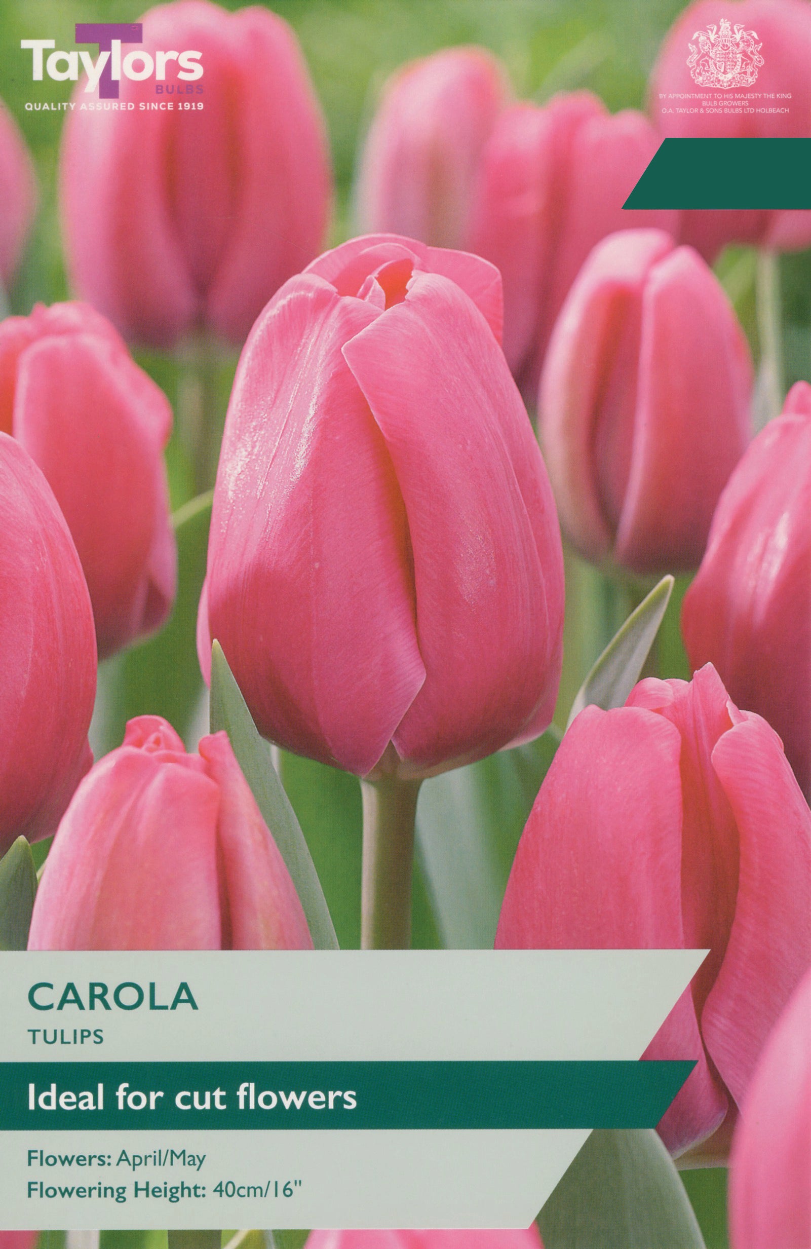 Taylor's Bulbs Choice Pack Tulip Carola