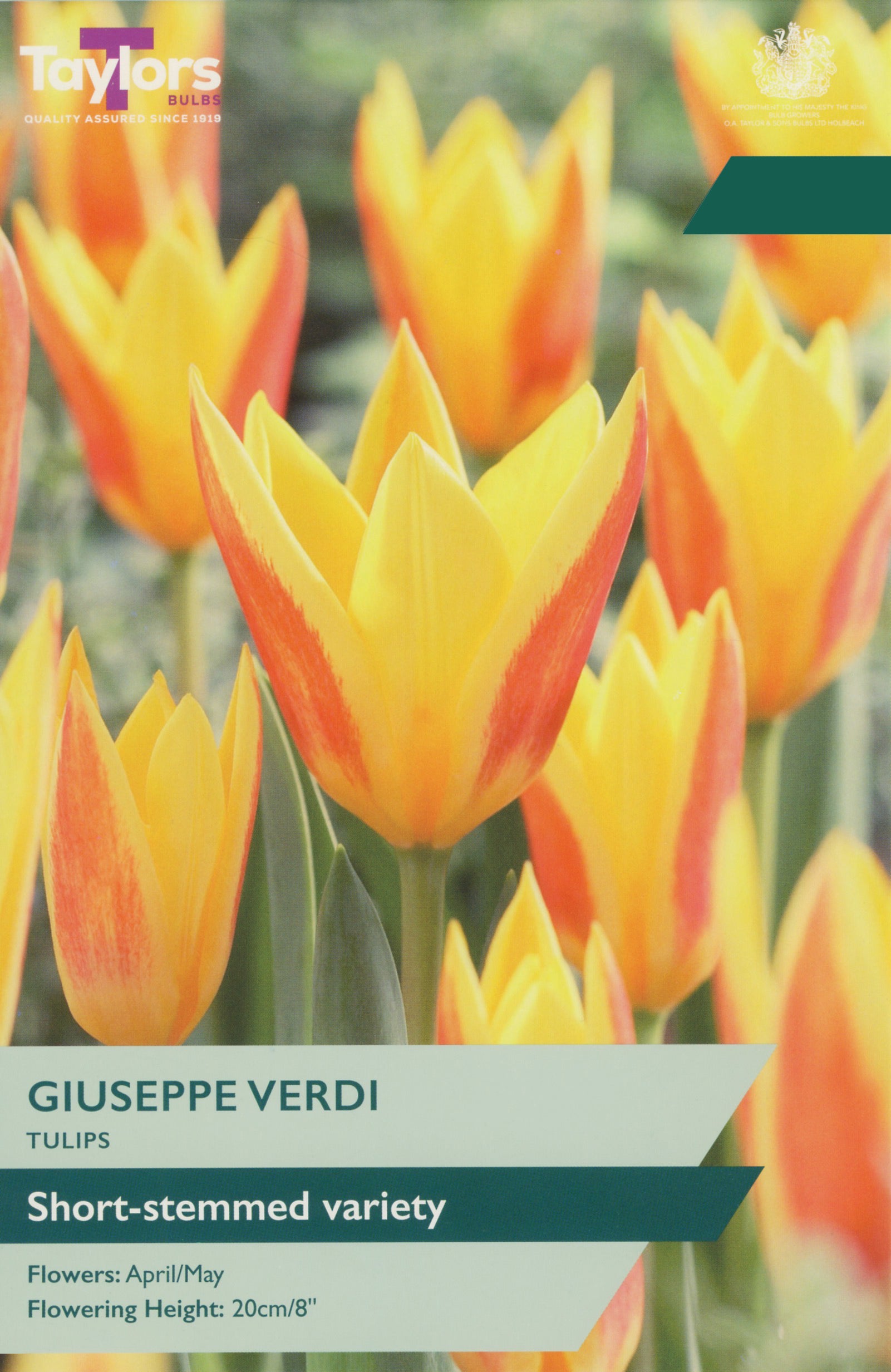 Taylor's Bulbs Choice Pack Tulip Giuseppe Verdi