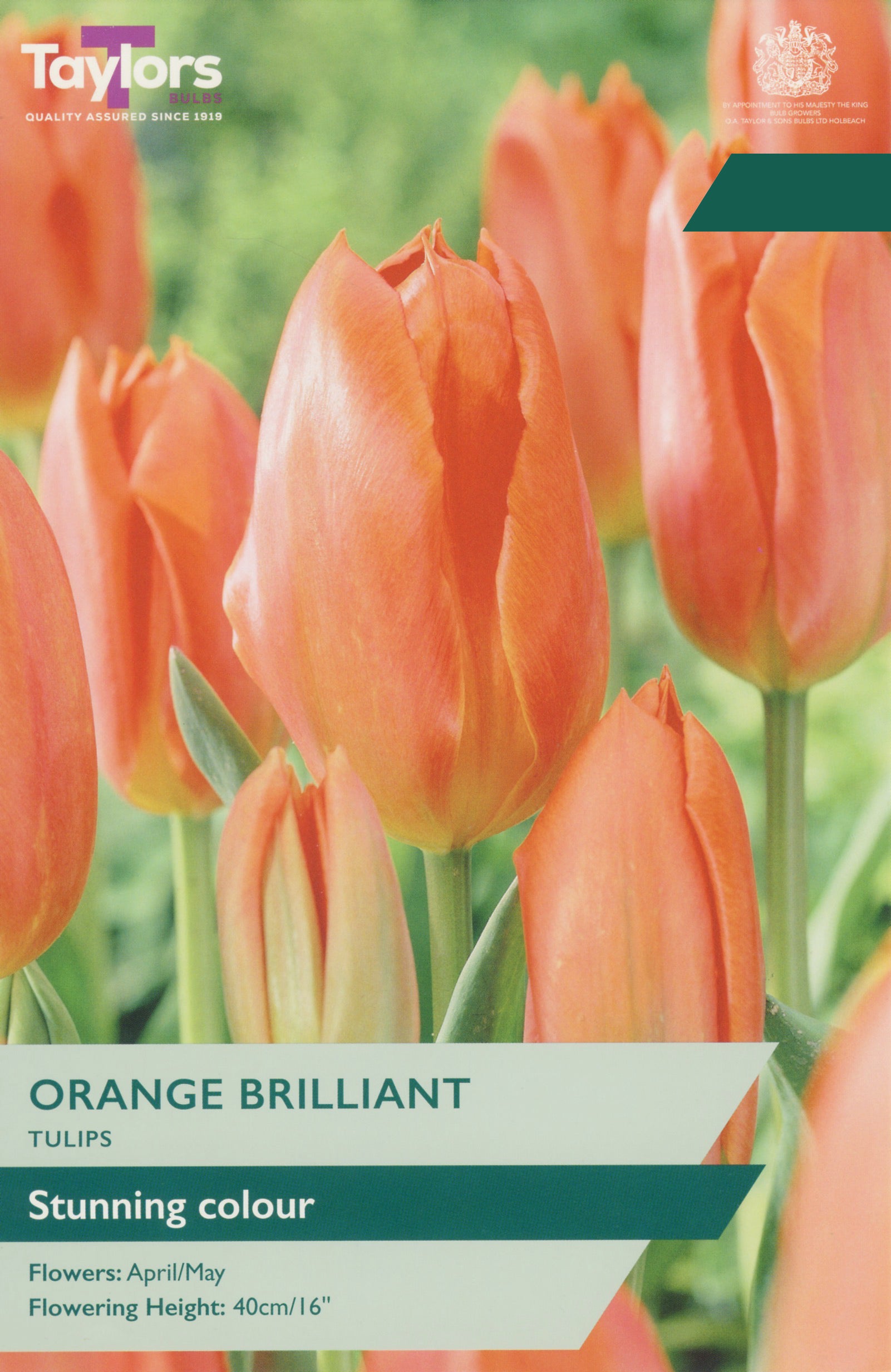Taylor's Bulbs Choice Pack Tulip Orange Brilliant