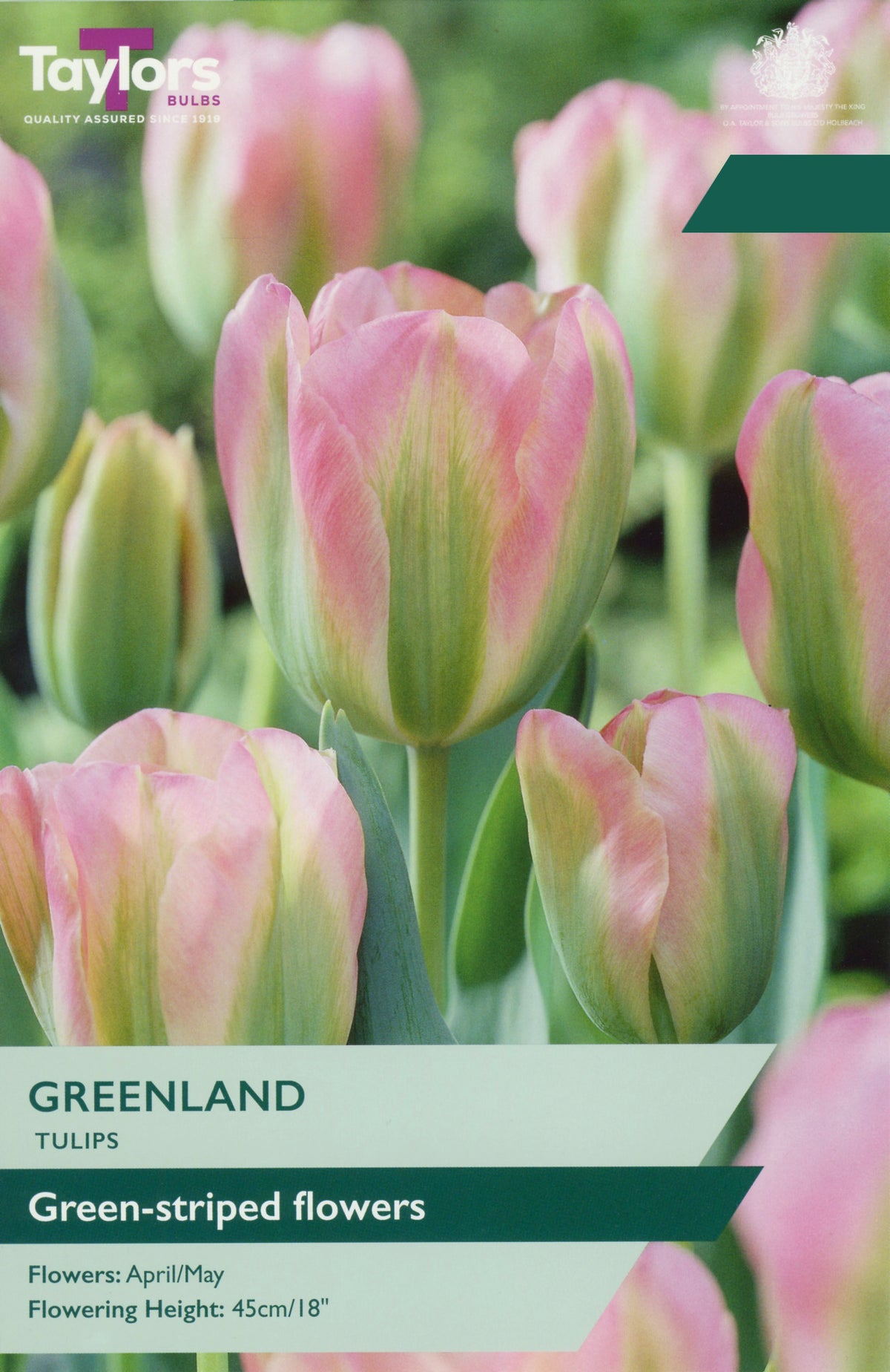 Taylor's Bulbs Choice Pack Tulip Greenland