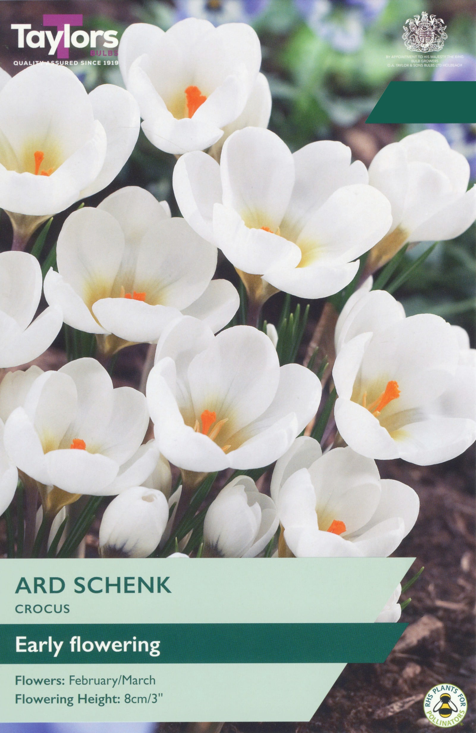 Taylor's Bulbs Choice Pack Crocus Ard Schenk