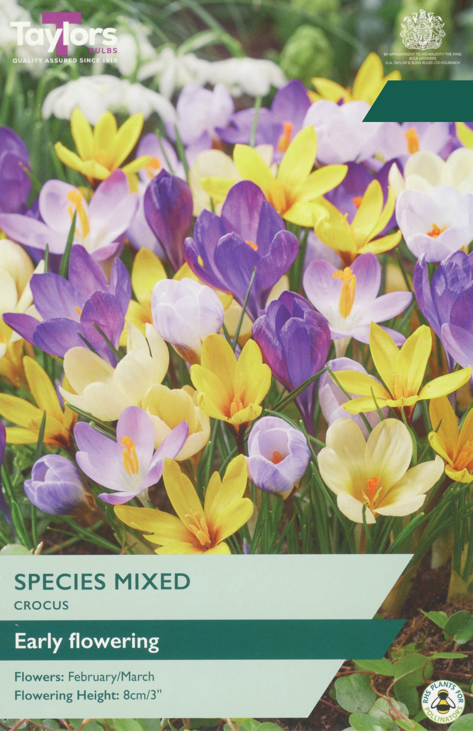 Taylor's Bulbs Choice Pack Crocus Species Mix