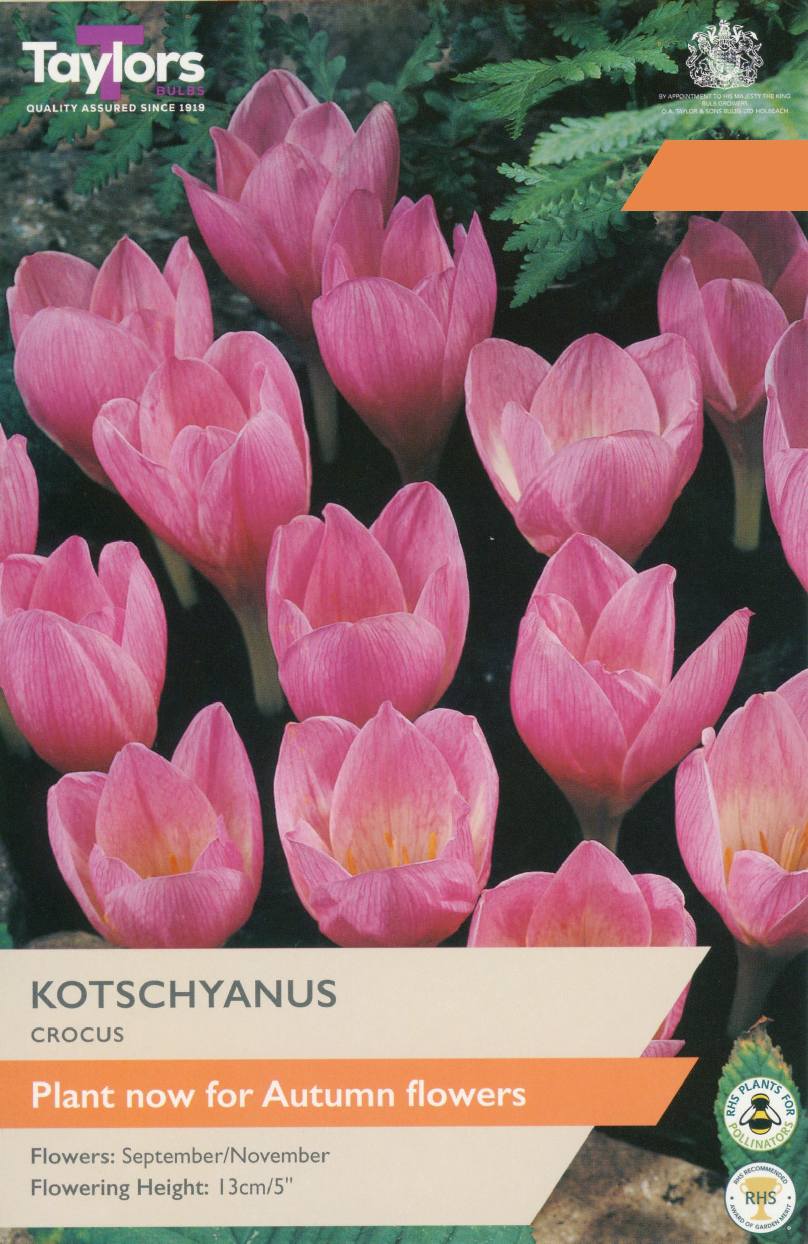 Taylor's Bulbs Choice Pack Crocus Kotschyanus