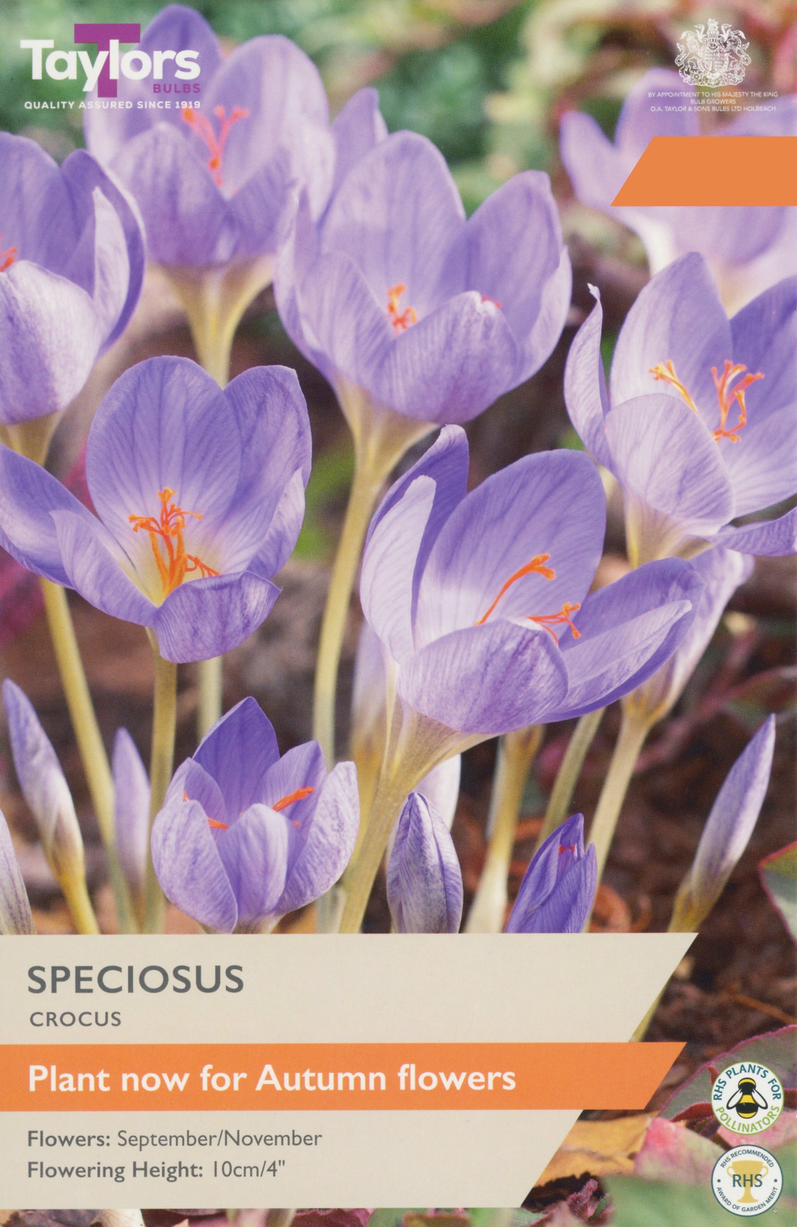 Taylor's Bulbs Choice Pack Crocus Speciosus