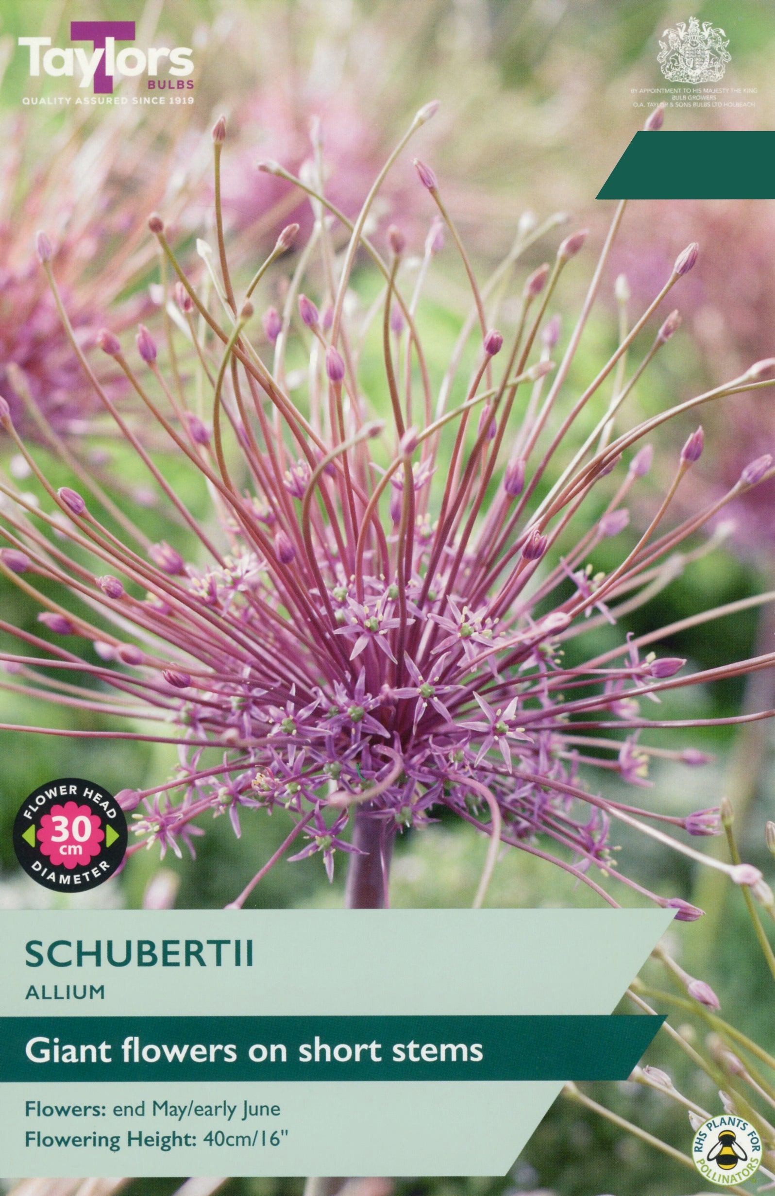 Taylor's Bulbs Choice Pack Allium Schubertii