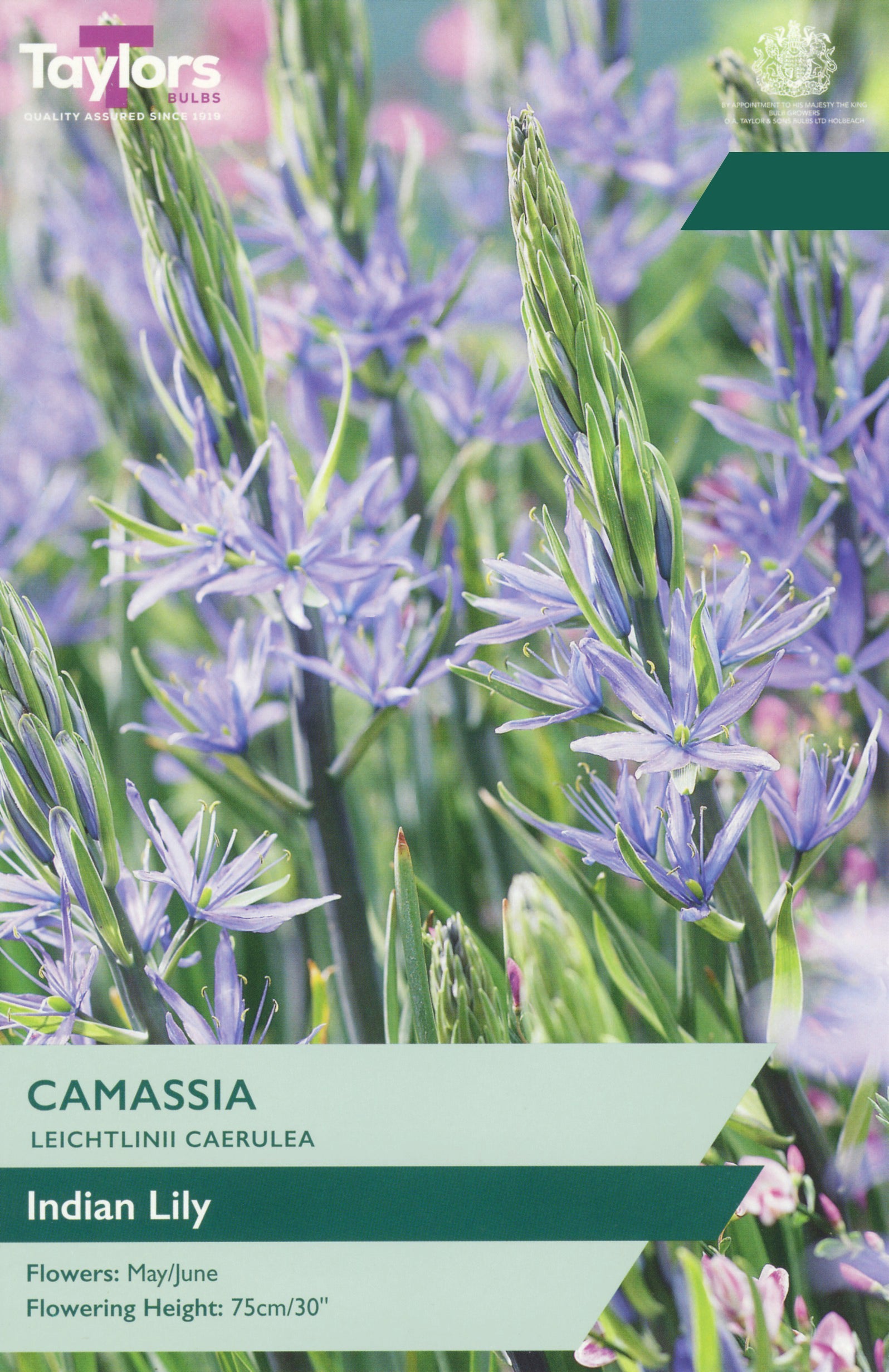 Taylor's Bulbs Choice Pack Camassia Leichtlinii Caerulea