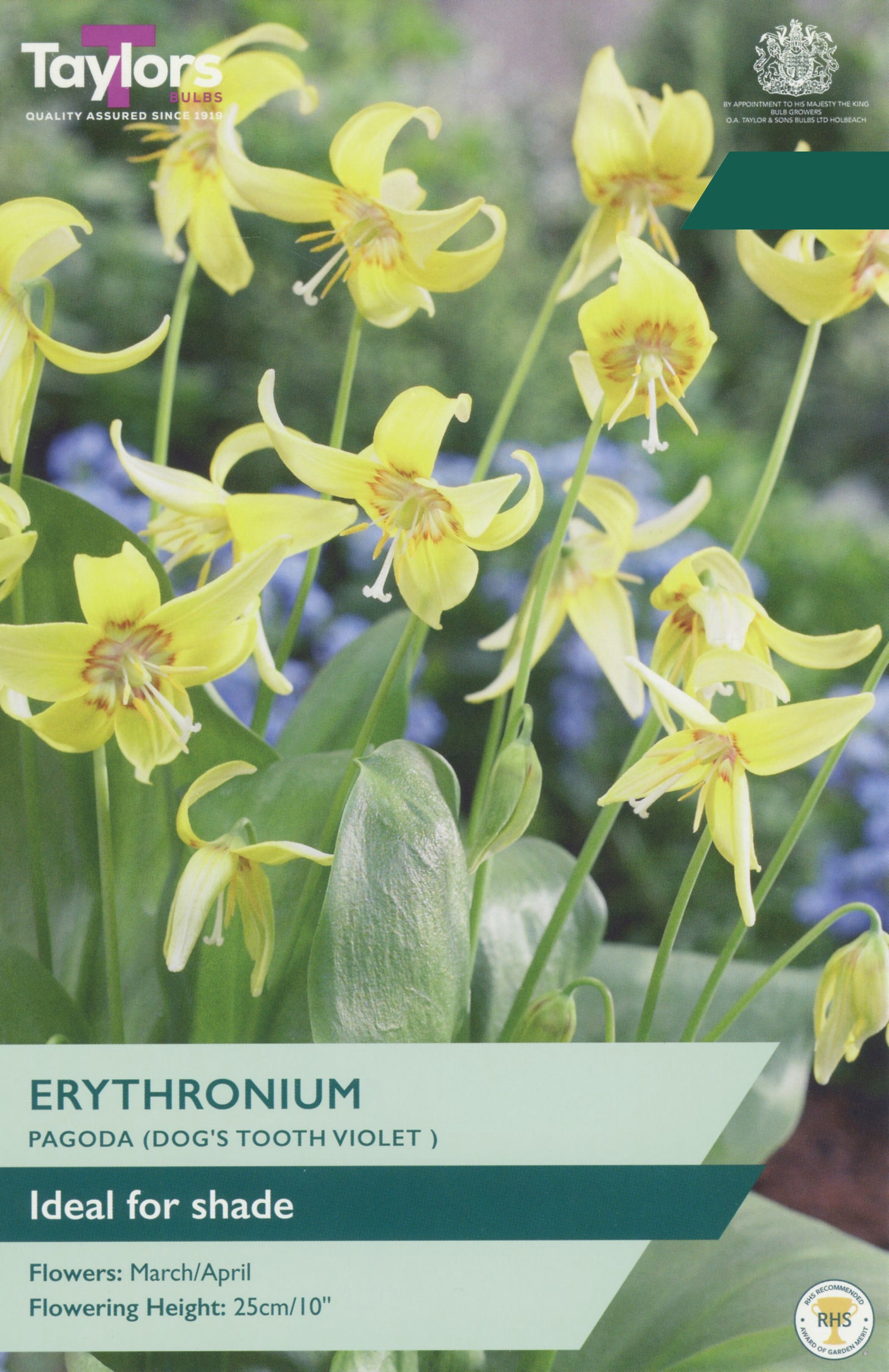 Taylor's Bulbs Choice Pack Erythronium Pagoda