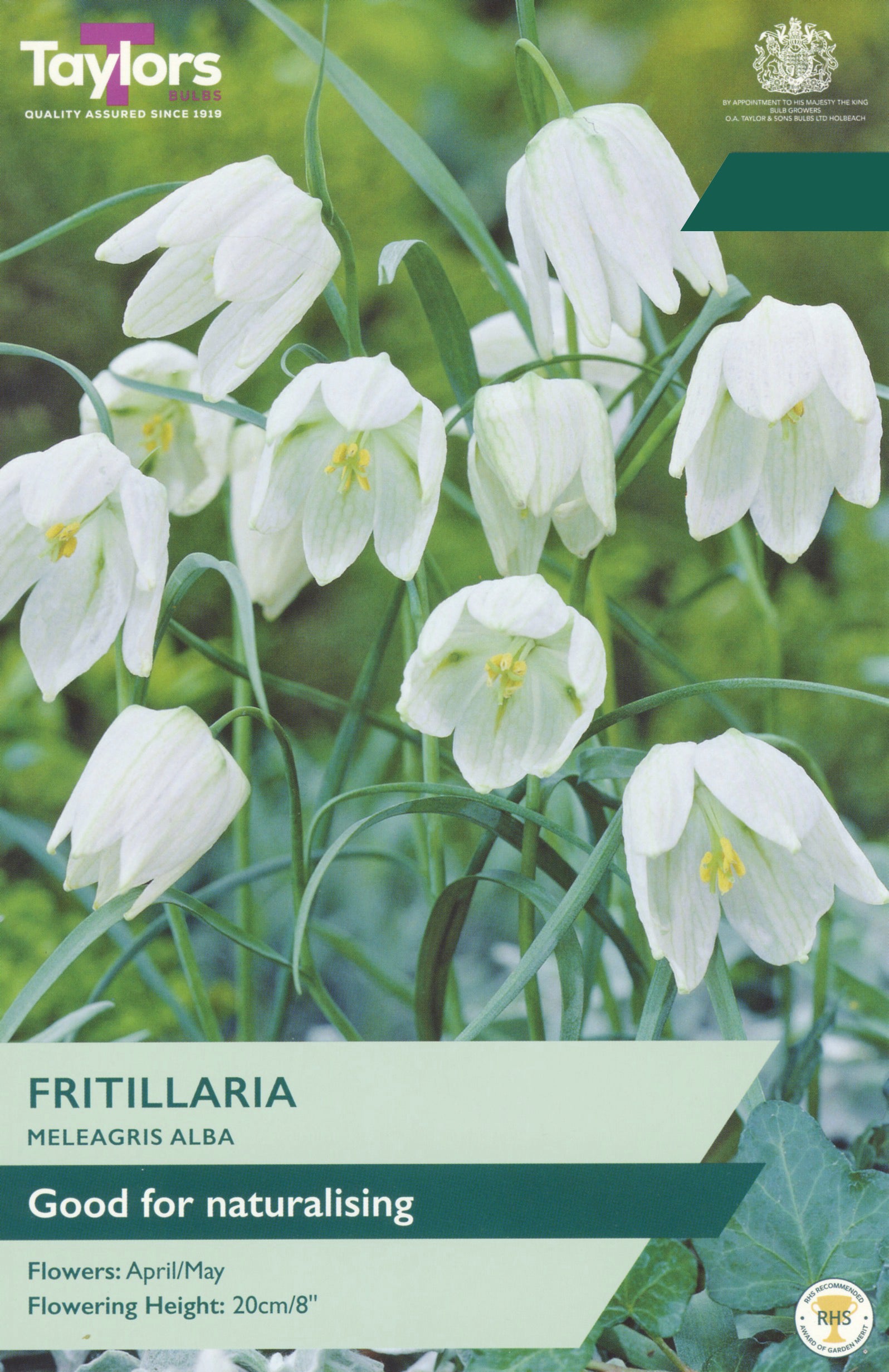 Taylor's Bulbs Choice Pack Fritillaria Meleagris Mixed