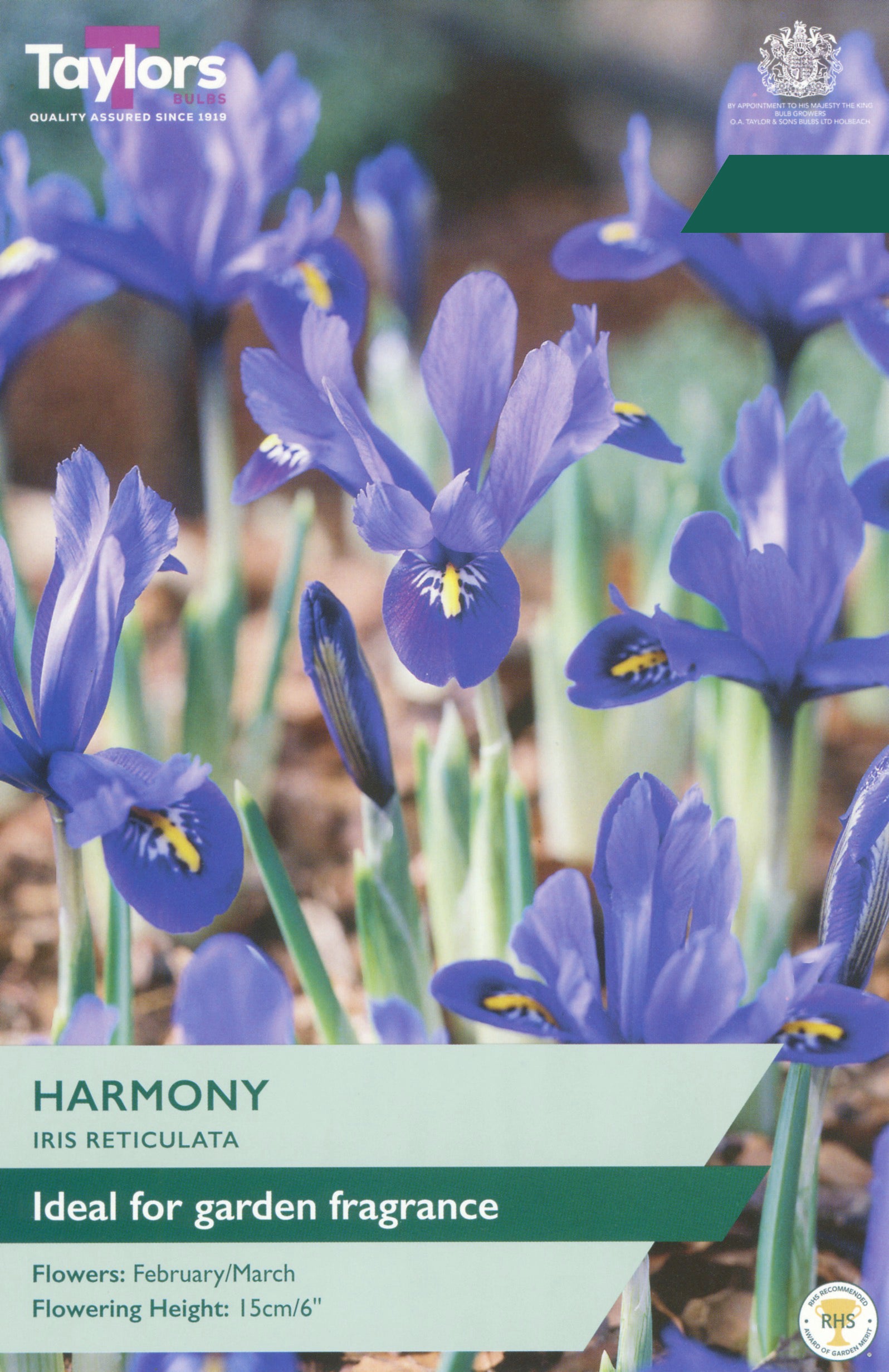 Taylor's Bulbs Choice Pack Iris Reticulata Harmony