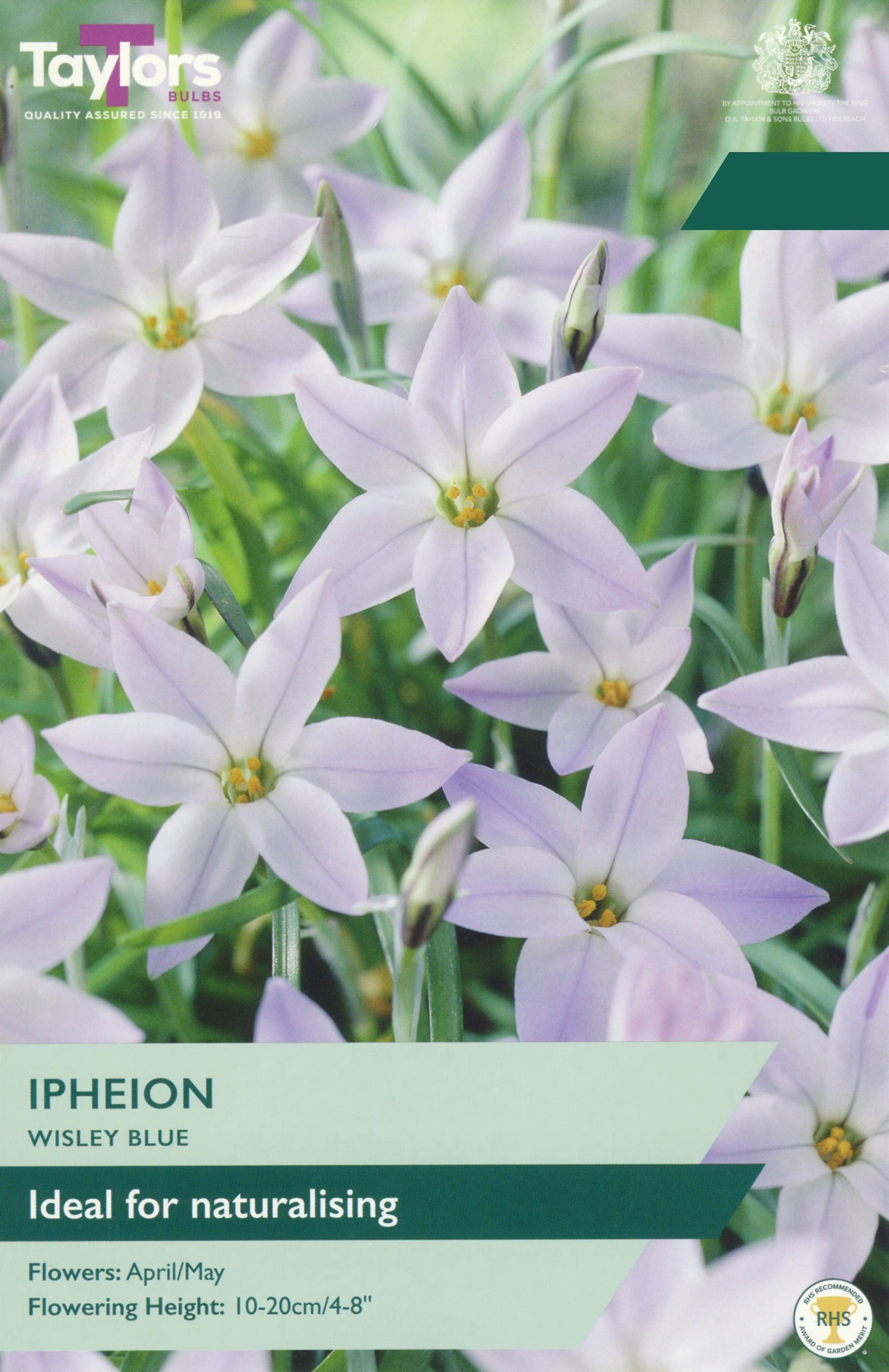 Taylor's Bulbs Choice Pack Ipheion Wisley Blue