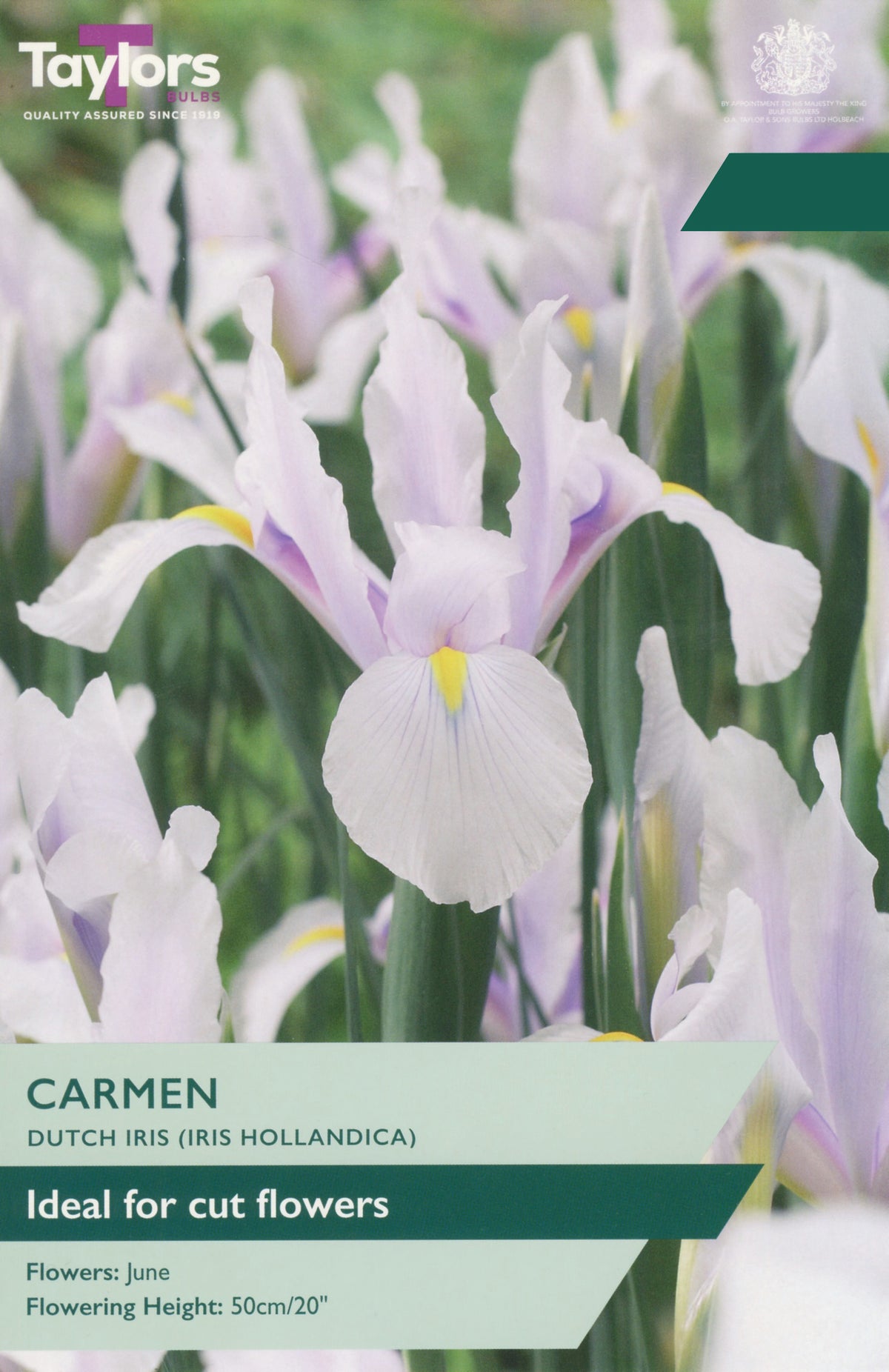 Taylor's Bulbs Choice Pack Iris Hollandica Carmen