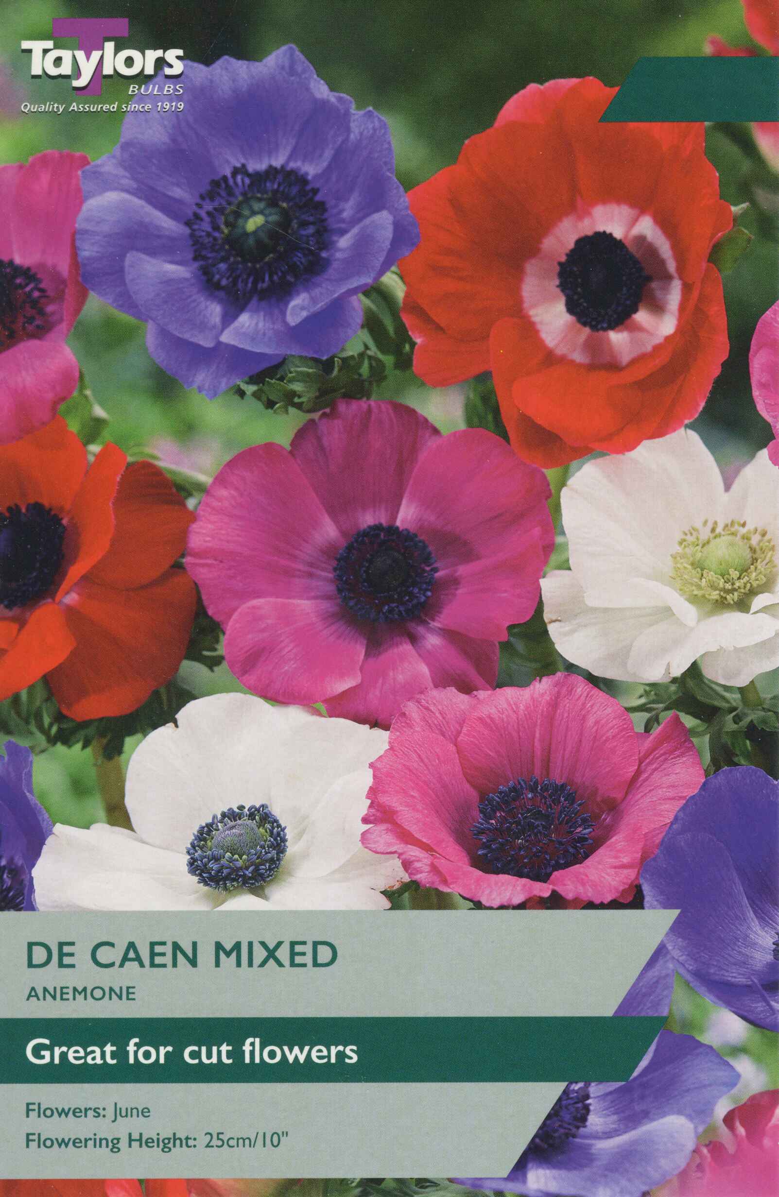 Taylor's Bulbs Anemone De Caen Mixed
