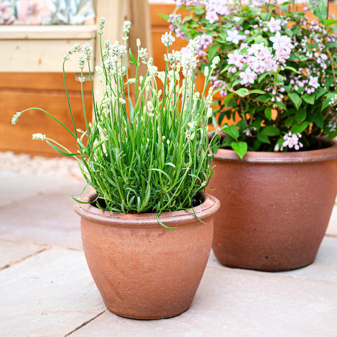 Apta Thai Brown Jar Planter